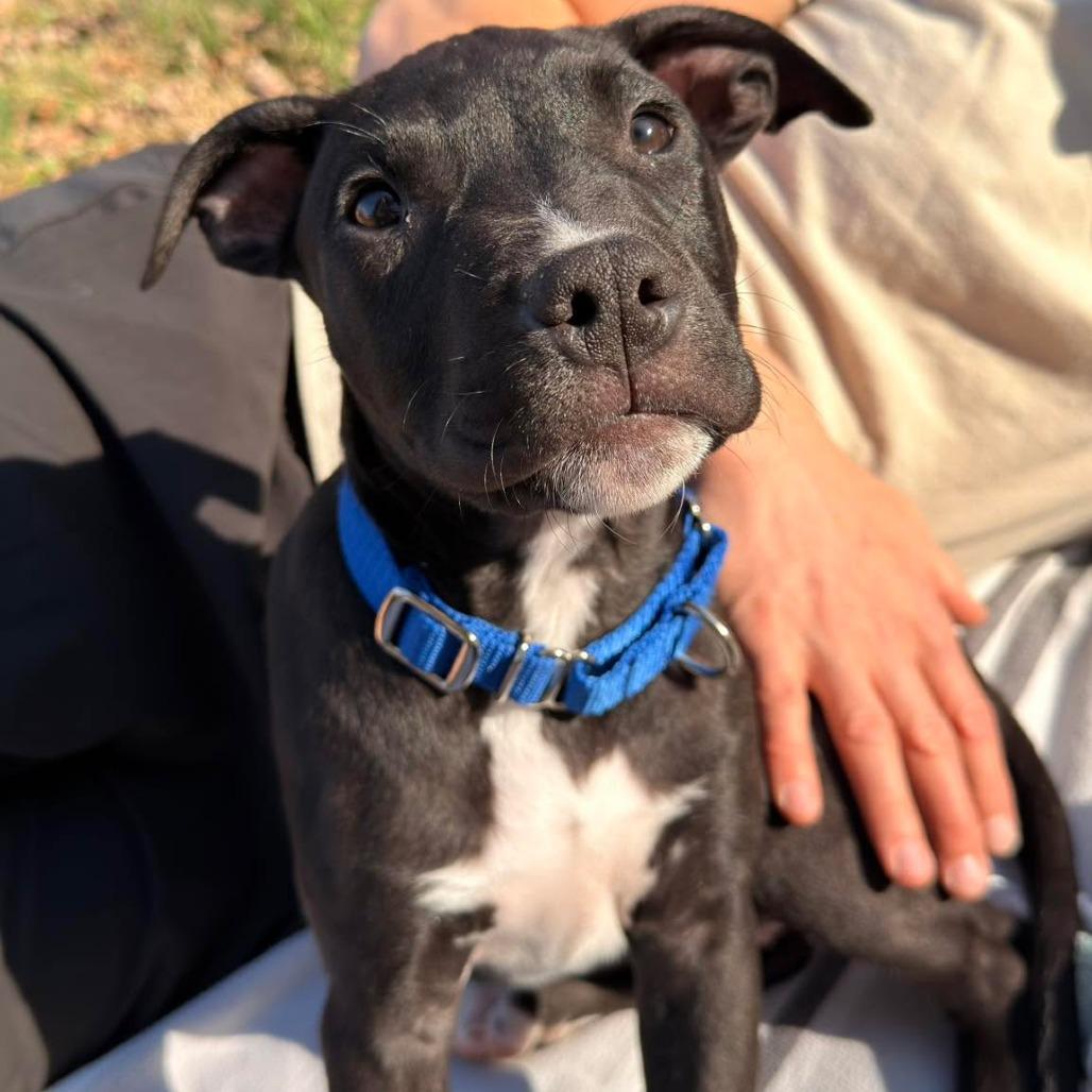 Enlarge Tyson, a Adoptable Pit Bull Terrier in Jarrettsville, MD image 2/6