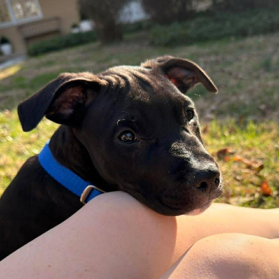 Enlarge Tyson, a Adoptable Pit Bull Terrier in Jarrettsville, MD image 3/6