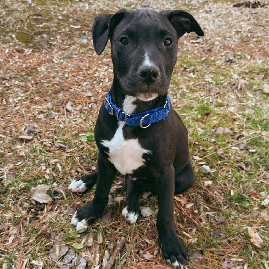 Enlarge Tyson, a Adoptable Pit Bull Terrier in Jarrettsville, MD image 4/6