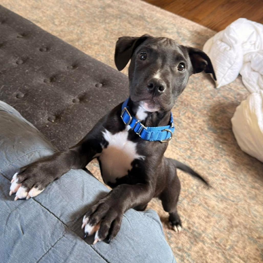 Enlarge Tyson, a Adoptable Pit Bull Terrier in Jarrettsville, MD image 5/6