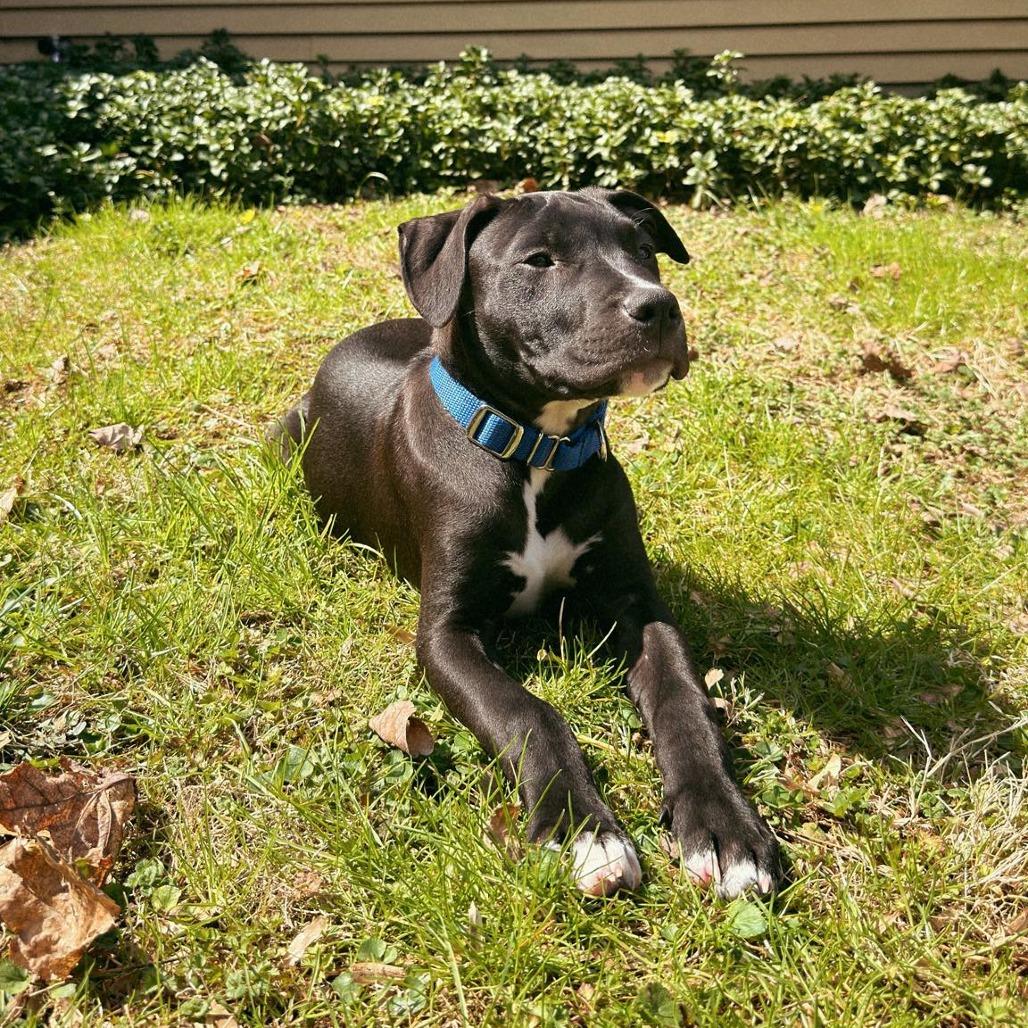 Enlarge Tyson, a Adoptable Pit Bull Terrier in Jarrettsville, MD image 6/6