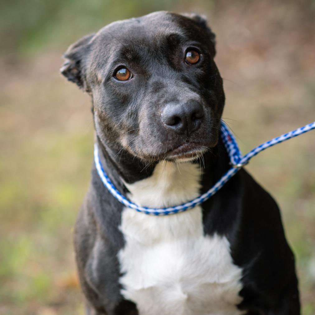 Enlarge PERIWINKLE-30153, a Adoptable Pit Bull Terrier in Bartlett, TN image 1/1