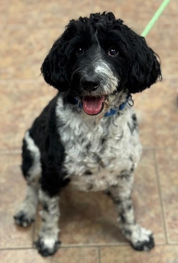 Enlarge Hazel, a Adoptable mixed breed in Littleton, CO image 1/1