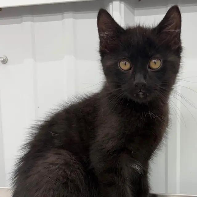 Boom, a Adoptable Domestic Short Hair in Richmond, MO image 2/2