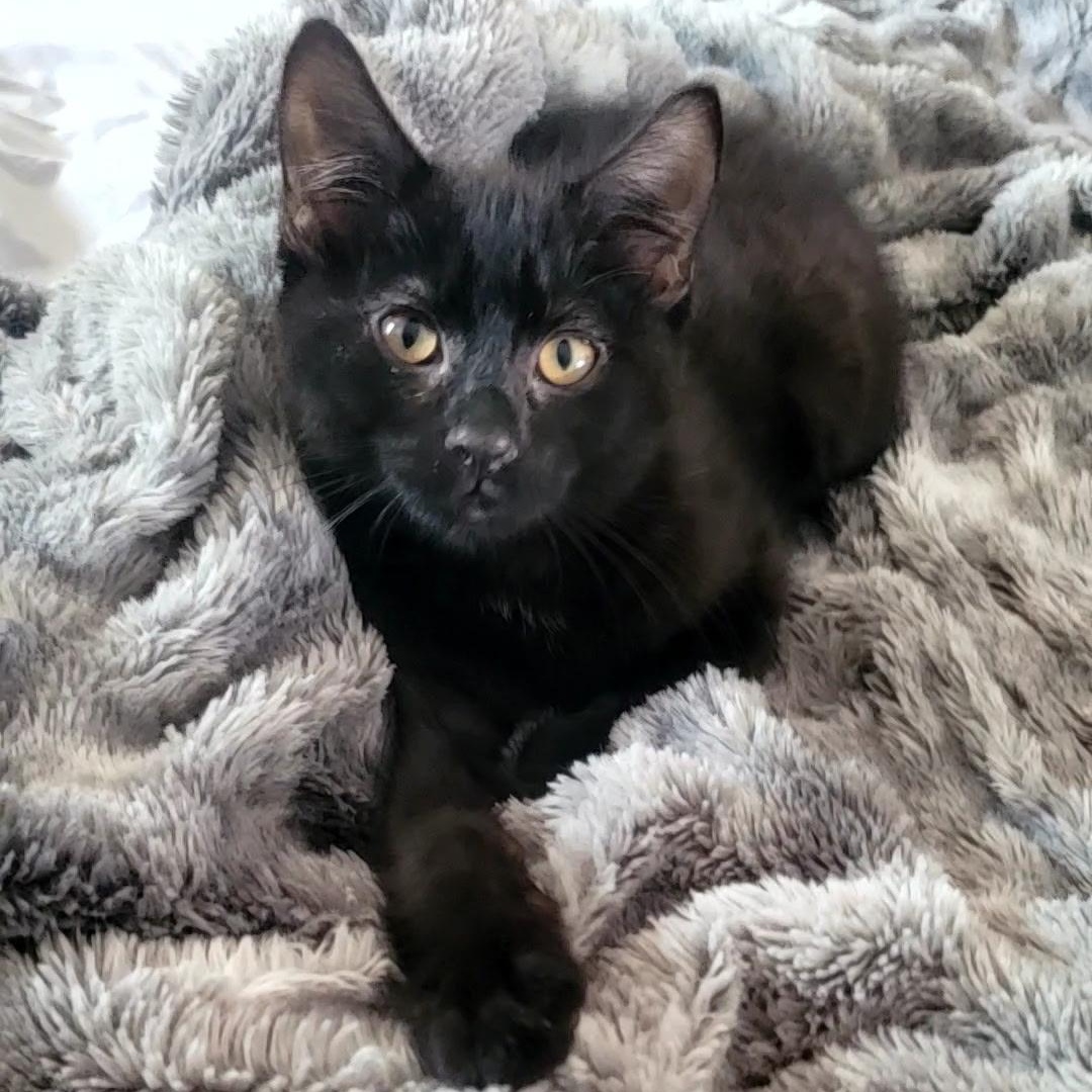 Boom, Adoptable, Kitten Male Domestic Short Hair.