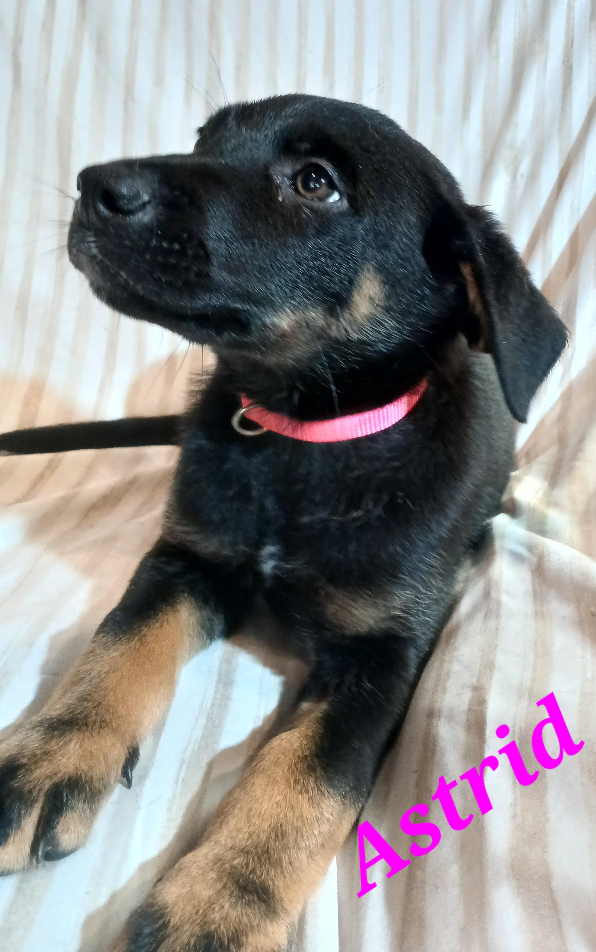 Astrid, a ADOPTABLE mixed breed in Rome, GA image 2/2