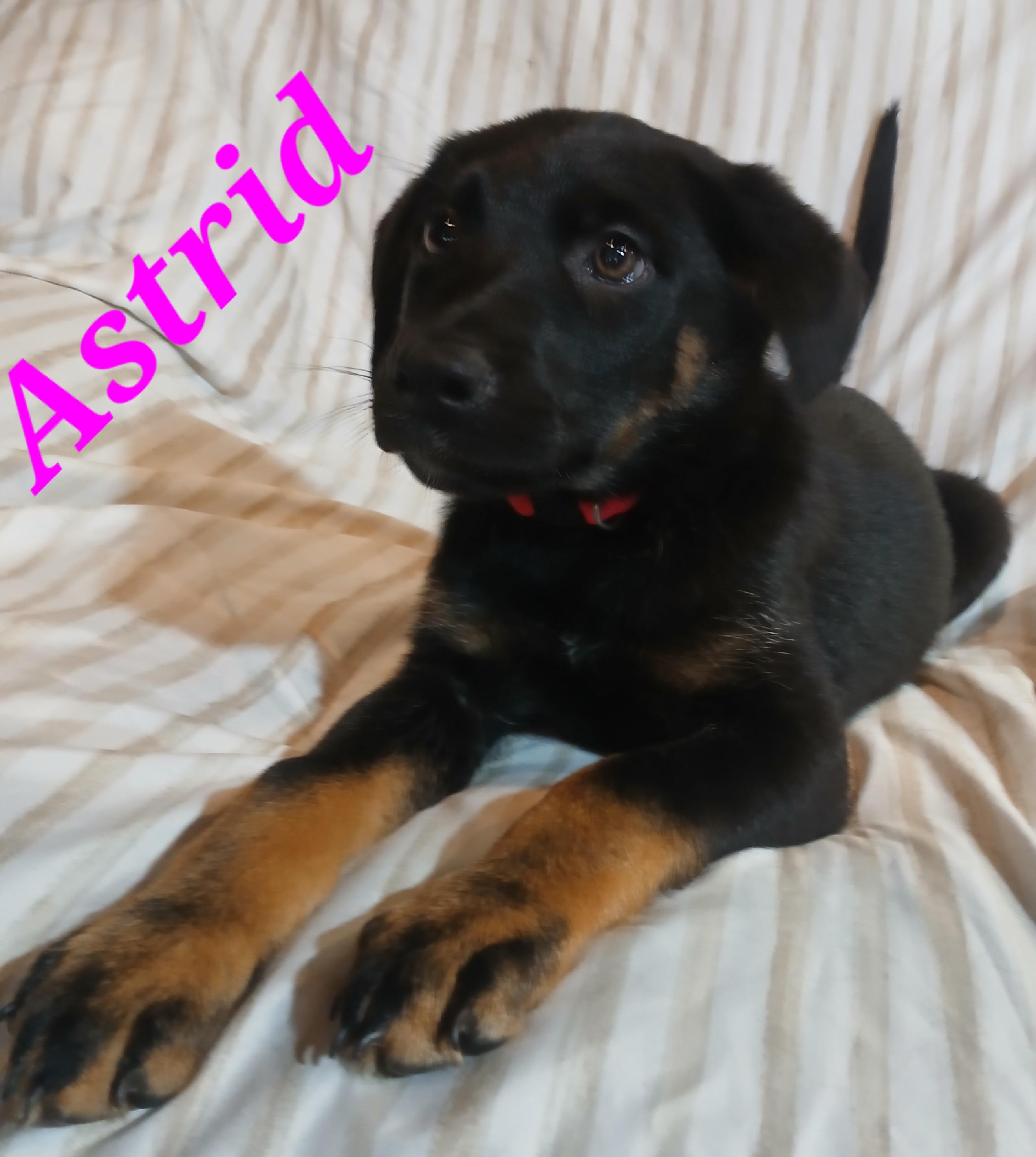 Astrid, a ADOPTABLE mixed breed in Rome, GA image 1/2