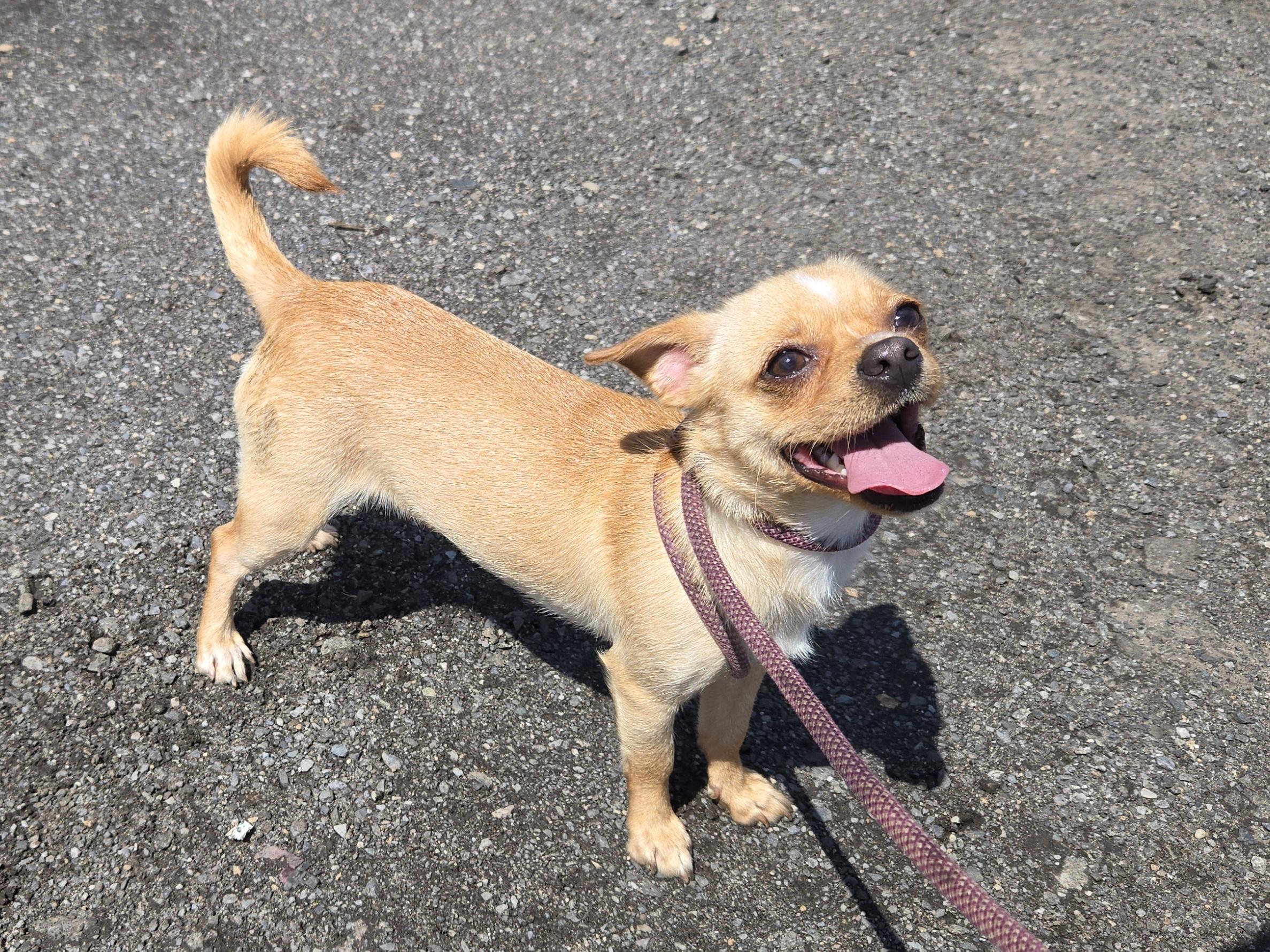 May, an adopted Chihuahua in Trenton, NJ image 2/2