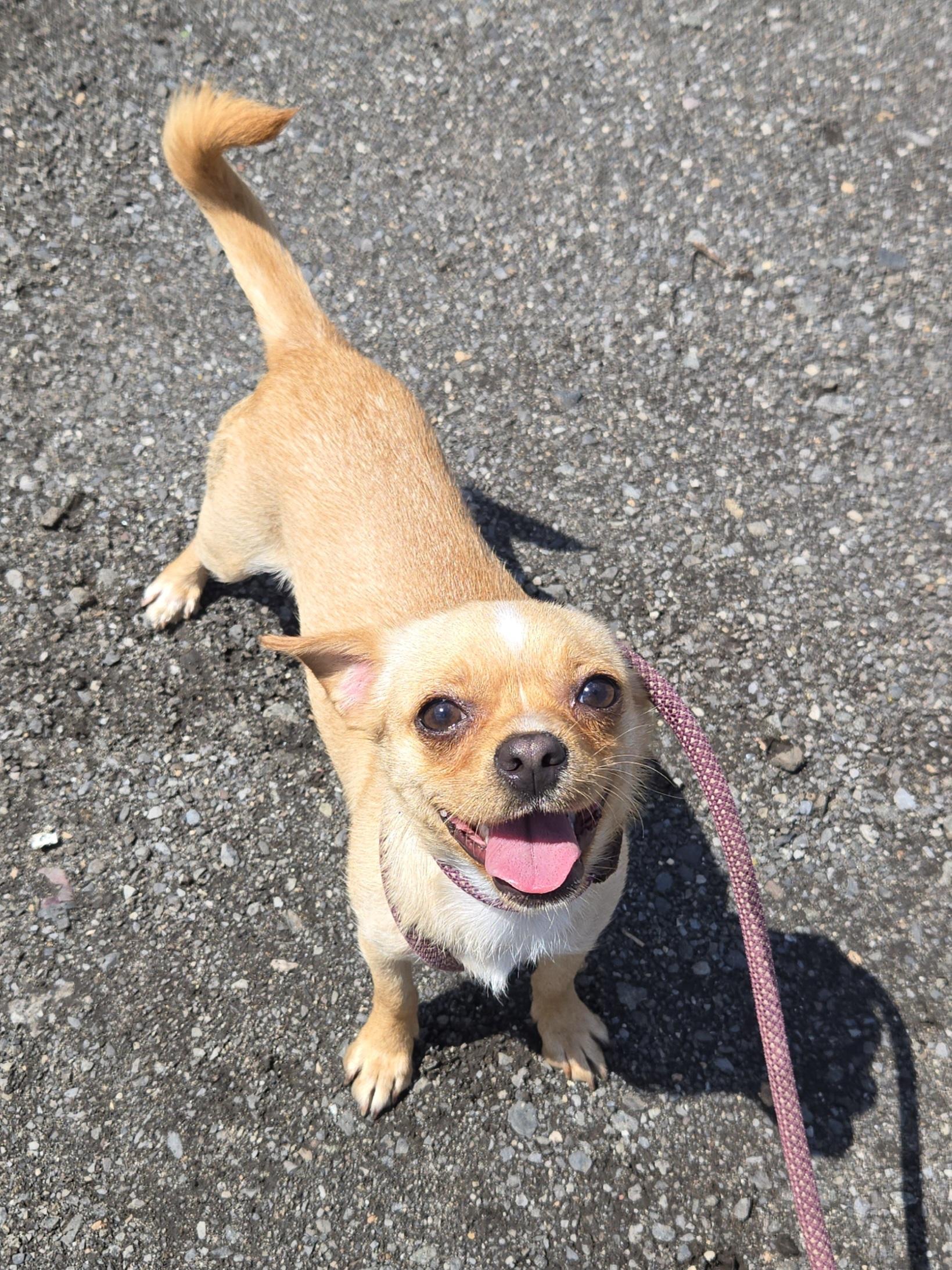 May, adopted, Young Female Chihuahua.