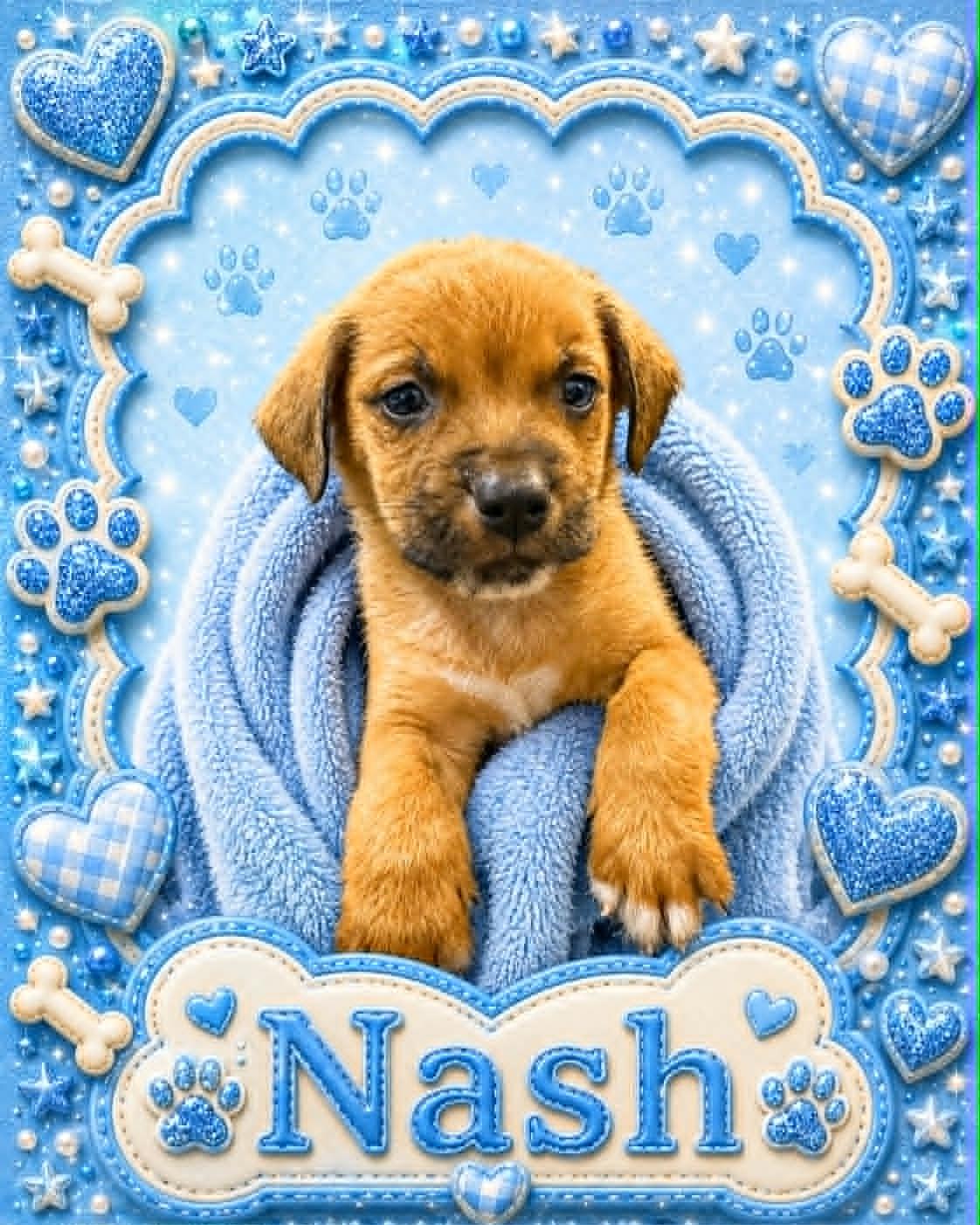Nash, ADOPTABLE, Puppy Male Australian Cattle Dog / Blue Heeler.