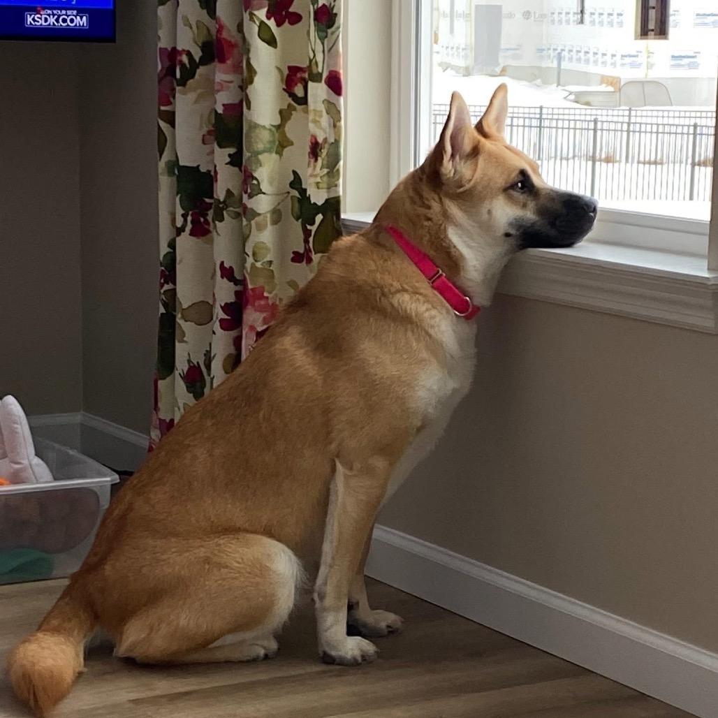 Salem, Adoptable, Adult Female Mixed Breed.
