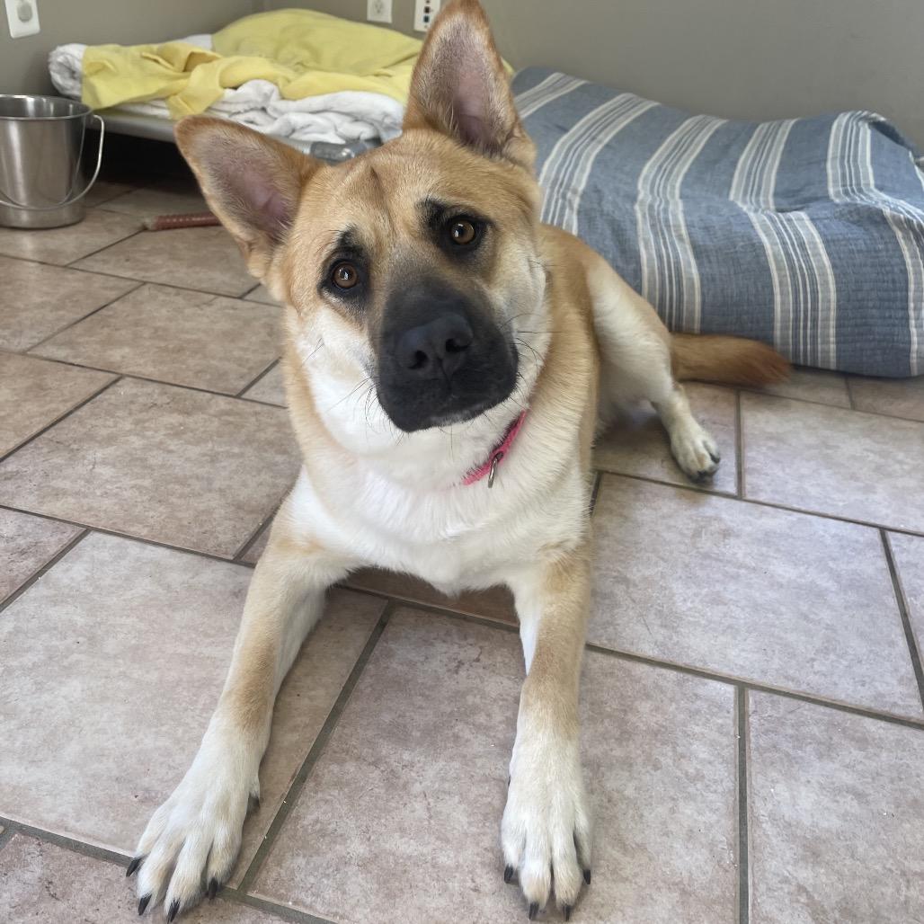 Salem, a Adoptable Mixed Breed in Saint Charles, MO image 3/6