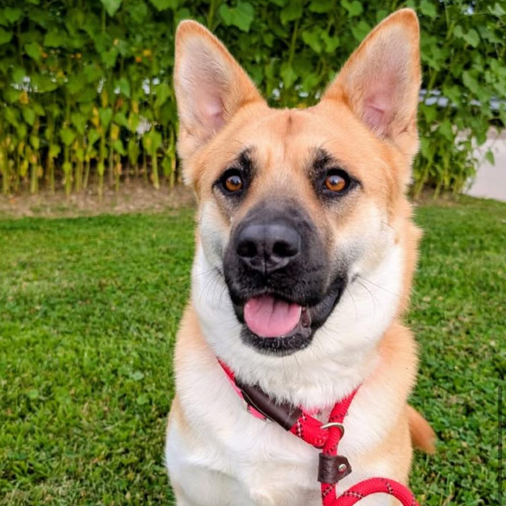 Salem, a Adoptable Mixed Breed in Saint Charles, MO image 4/6