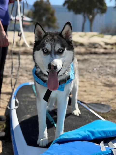 RAMBO, Adoptable, Adult Male Siberian Husky.