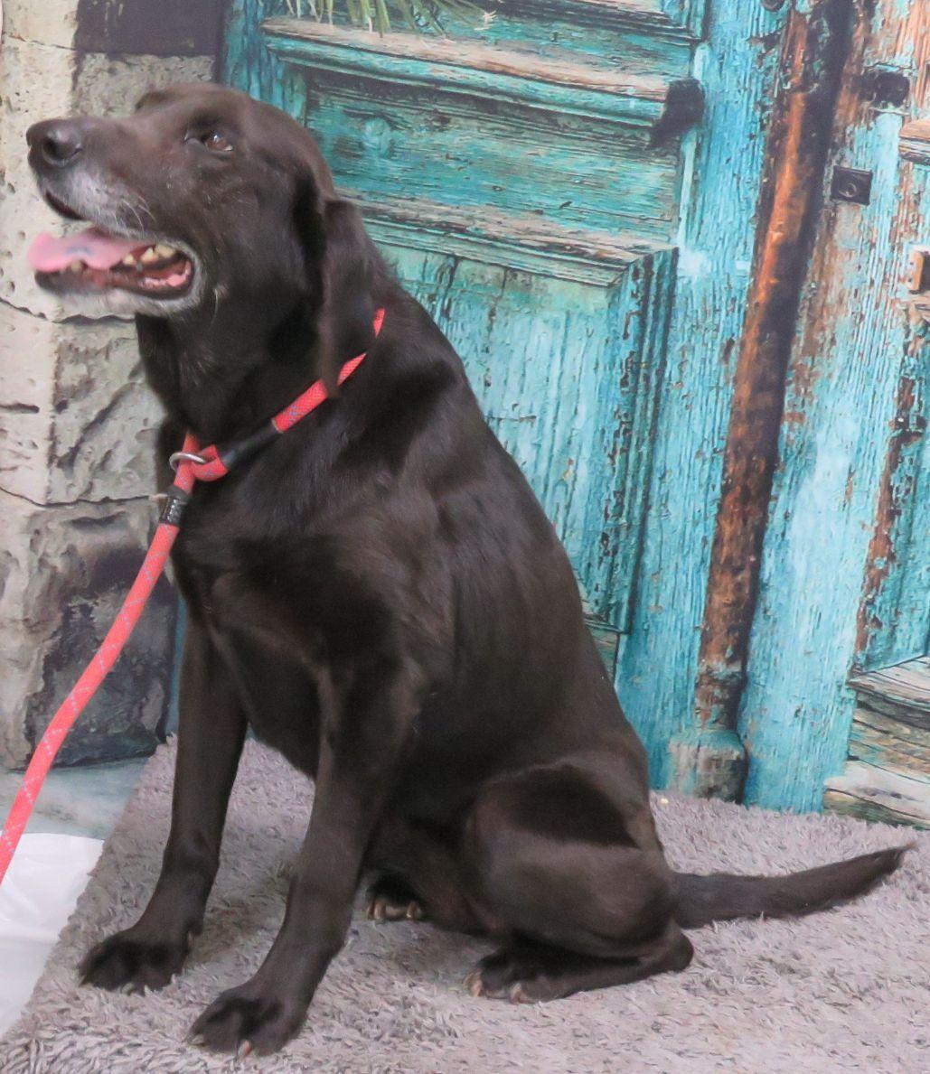 Ella, an adopted mixed breed in Lexington, VA image 2/3