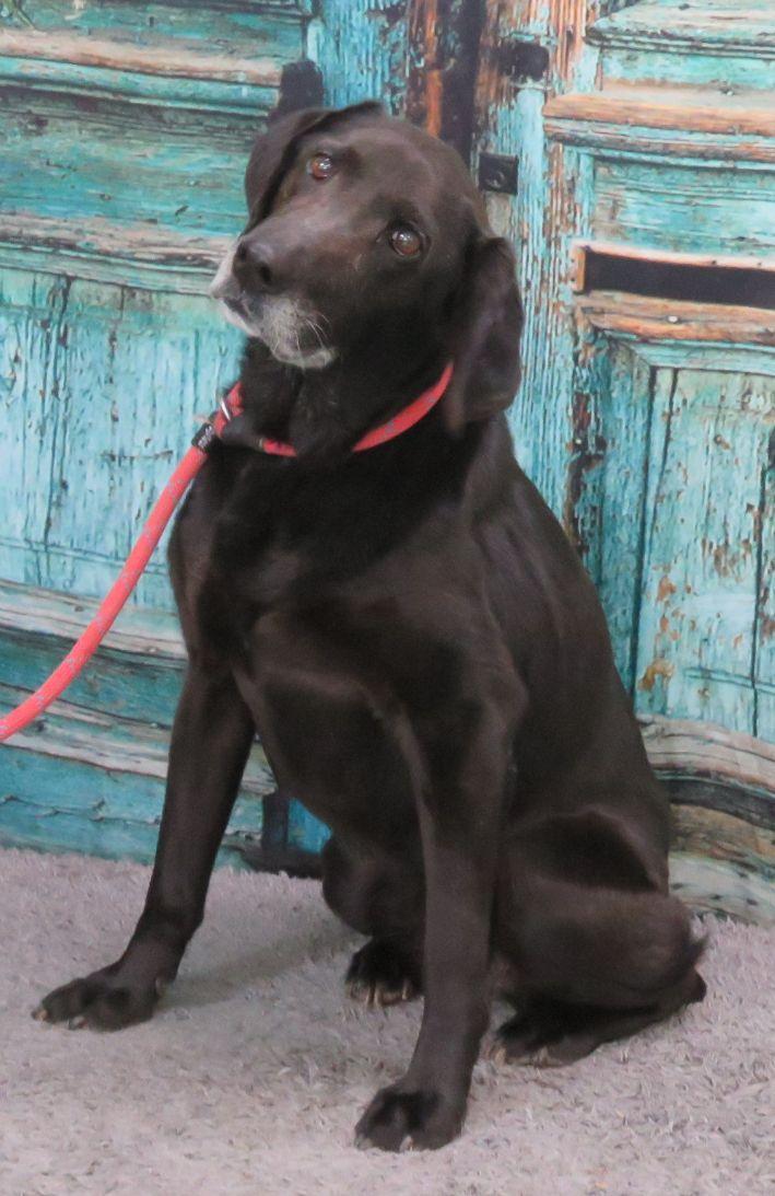 Ella, an adopted mixed breed in Lexington, VA image 1/3