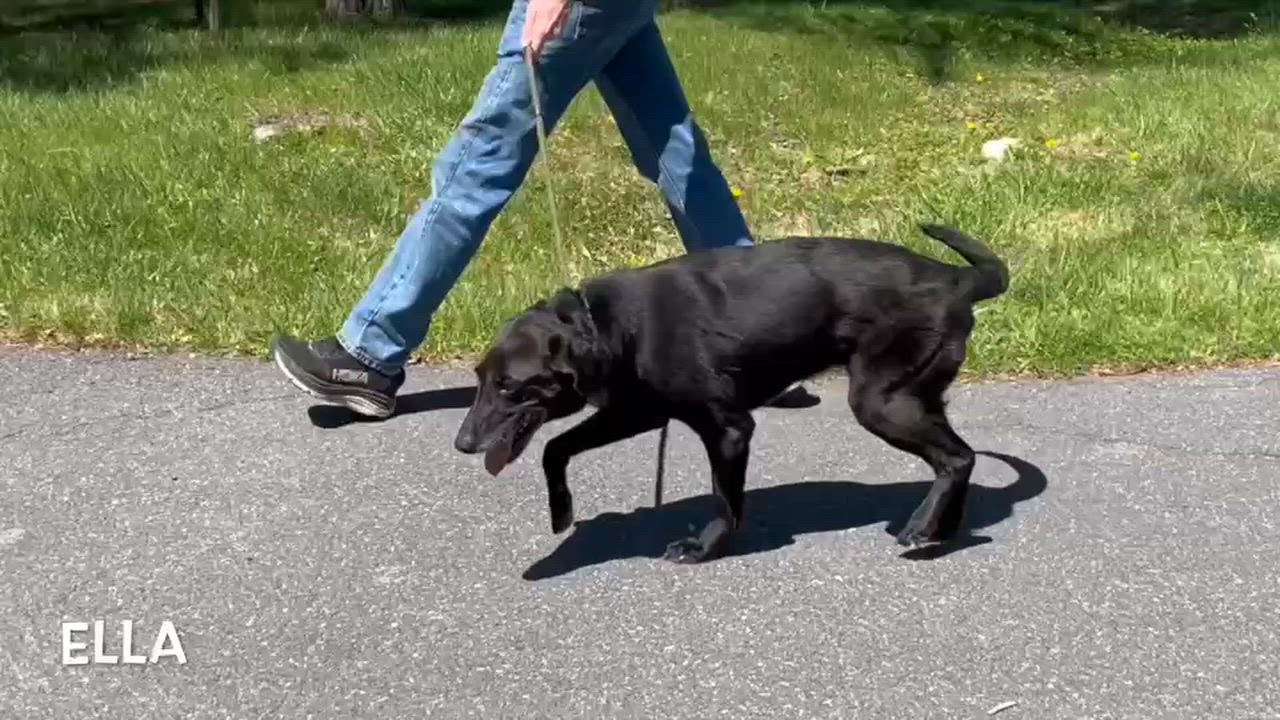 Enlarge Ella, an adopted mixed breed in Lexington, VA video 3/3