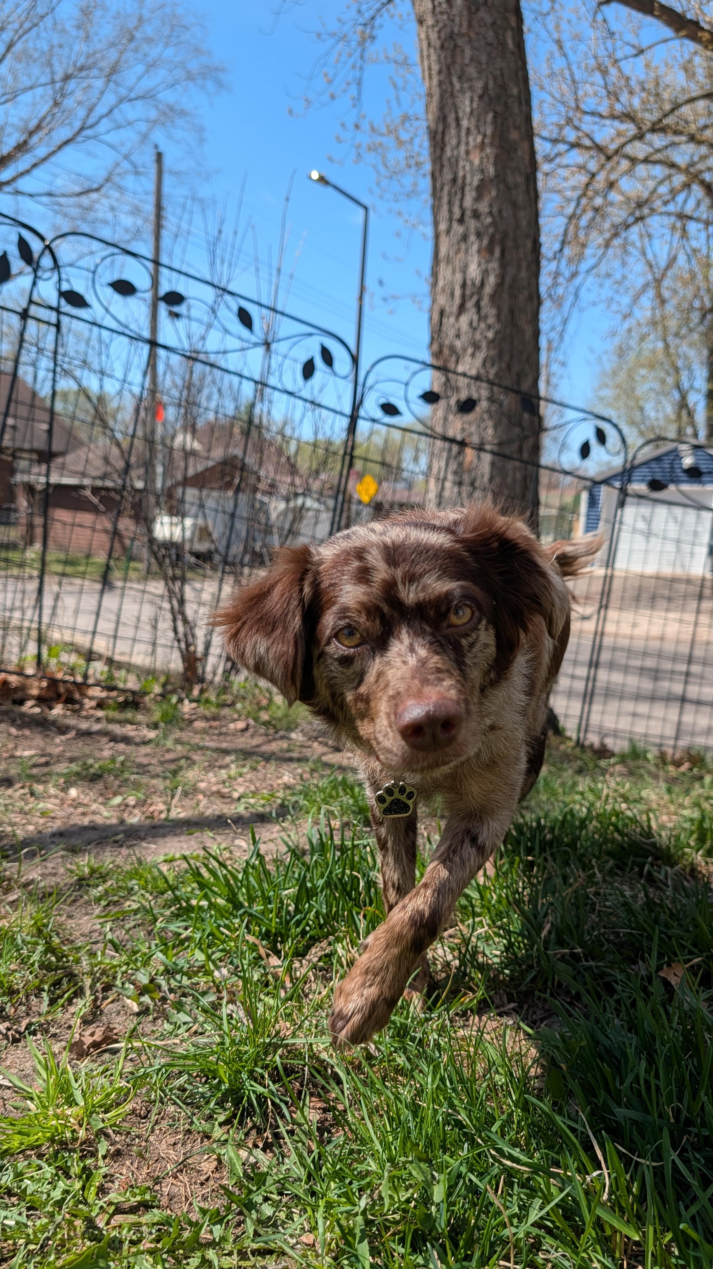 Enlarge Francesca, a ADOPTABLE mixed breed in Minneapolis, MN image 3/4