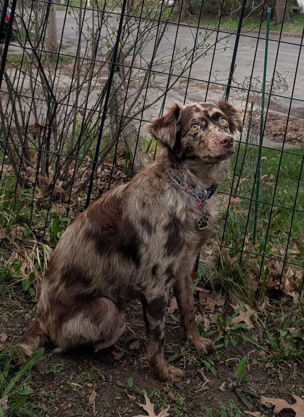 Enlarge Francesca, a ADOPTABLE mixed breed in Minneapolis, MN image 4/4