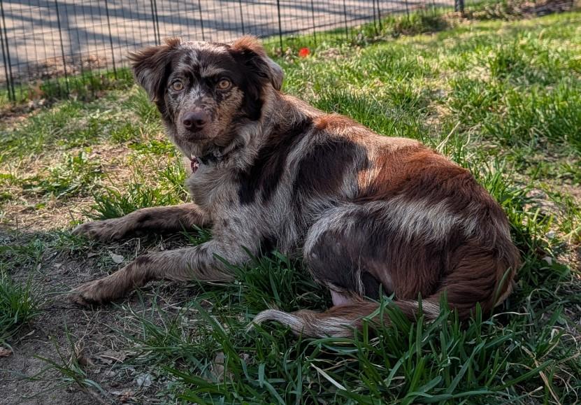 Enlarge Francesca, a ADOPTABLE mixed breed in Minneapolis, MN image 2/4