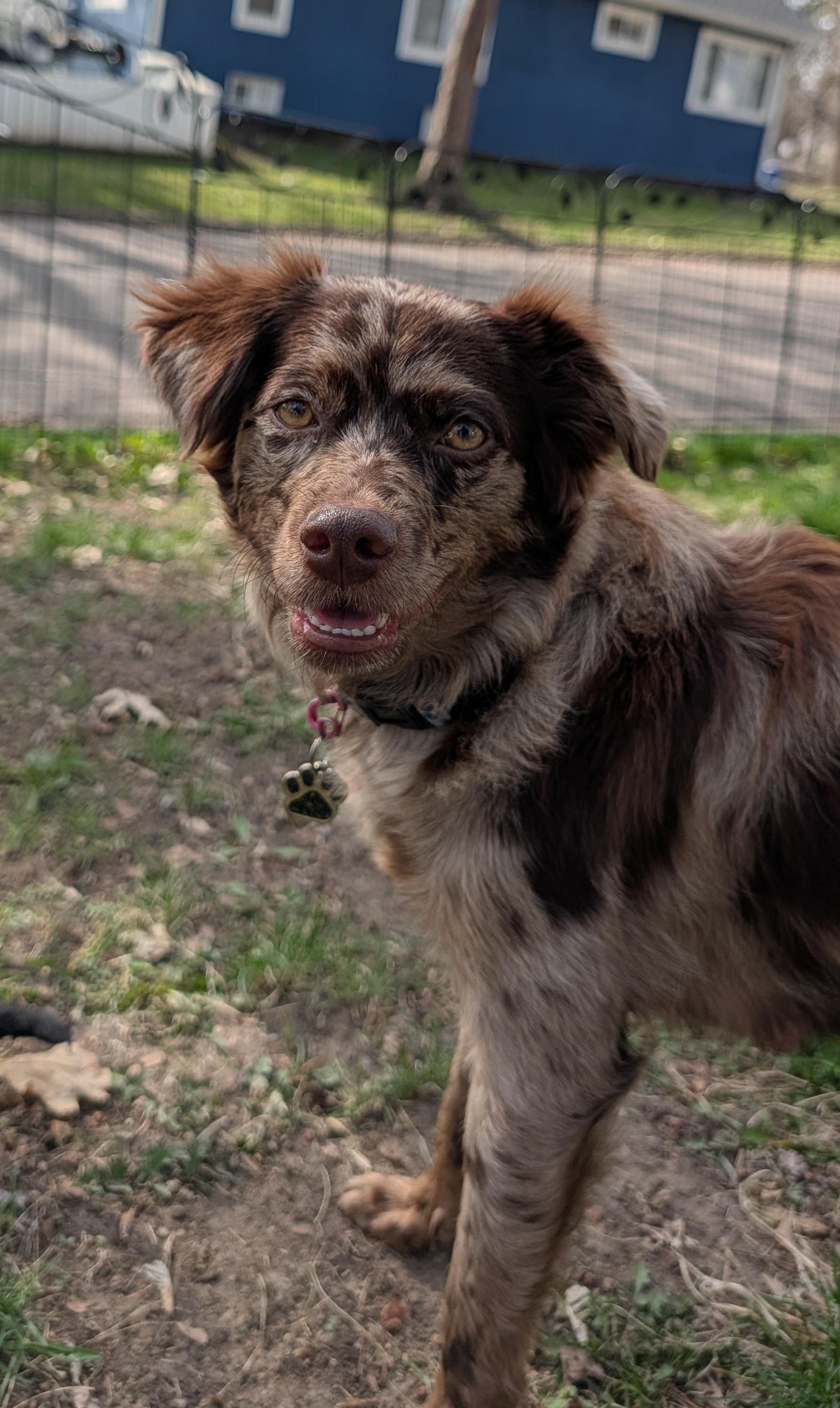 Enlarge Francesca, a ADOPTABLE mixed breed in Minneapolis, MN image 1/4
