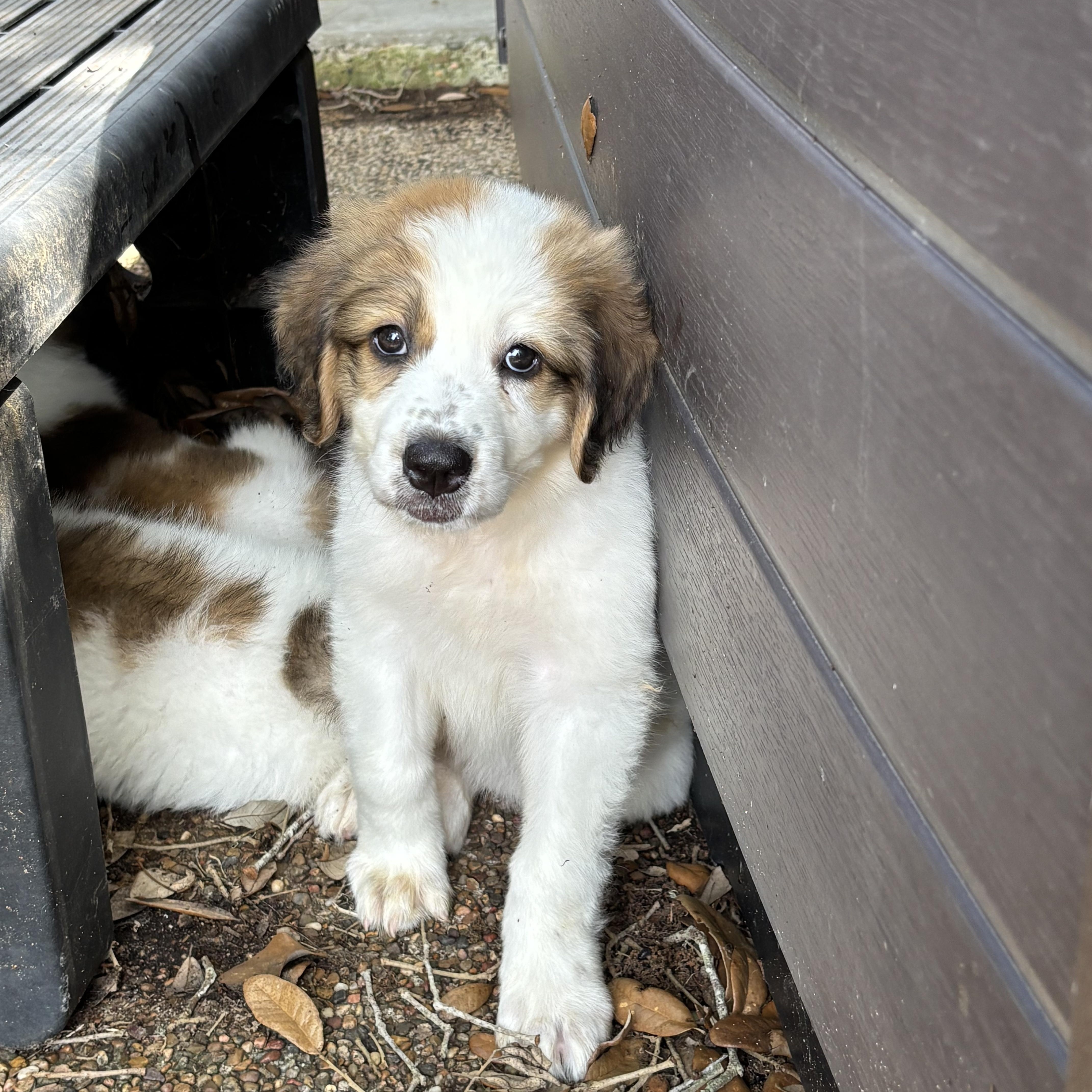 Rachel, Raquel, Rex, adopted, Puppy Female Saint Bernard & Great Pyrenees.