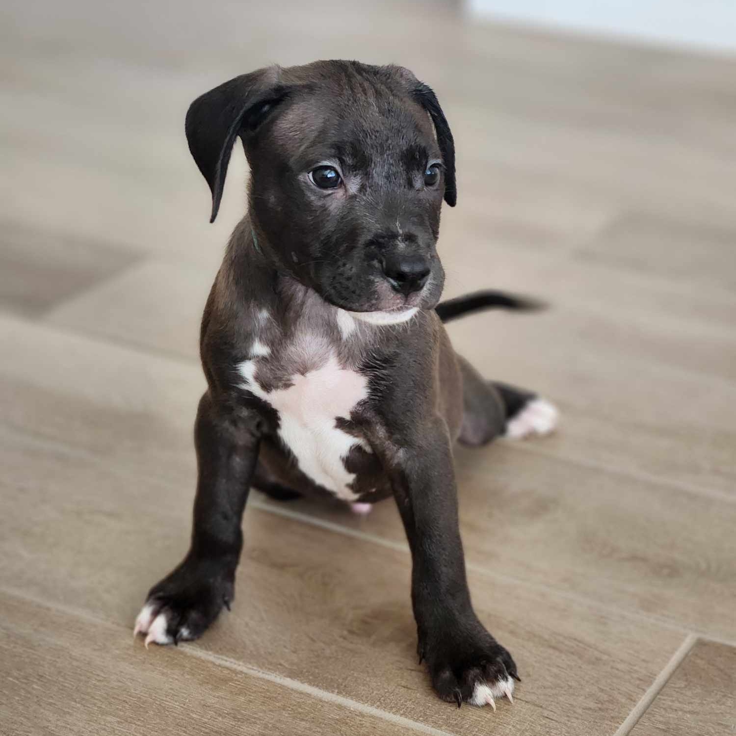 Adopt Denver Dog for adoption