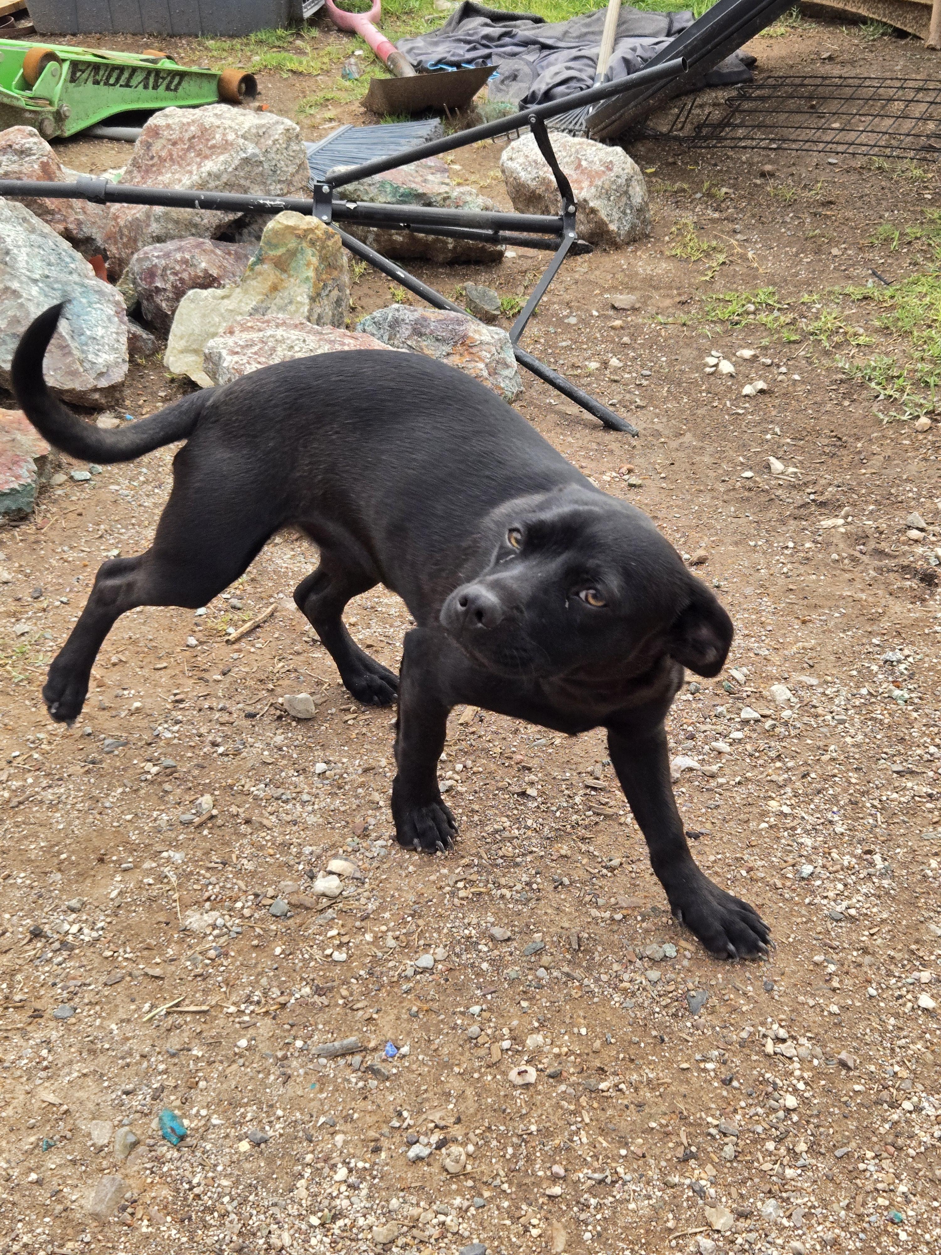 Enlarge Lucy, a ADOPTABLE mixed breed in Saint David, AZ image 3/4