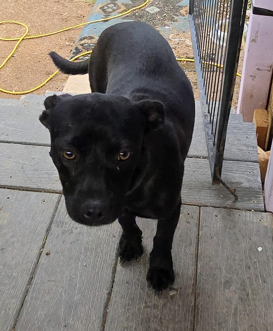 Lucy, ADOPTABLE, Young Female Dachshund.