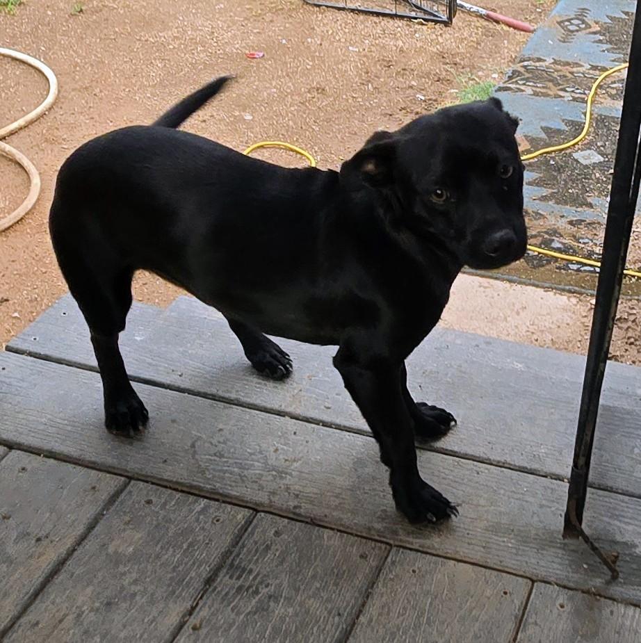 Enlarge Lucy, a ADOPTABLE mixed breed in Saint David, AZ image 2/4