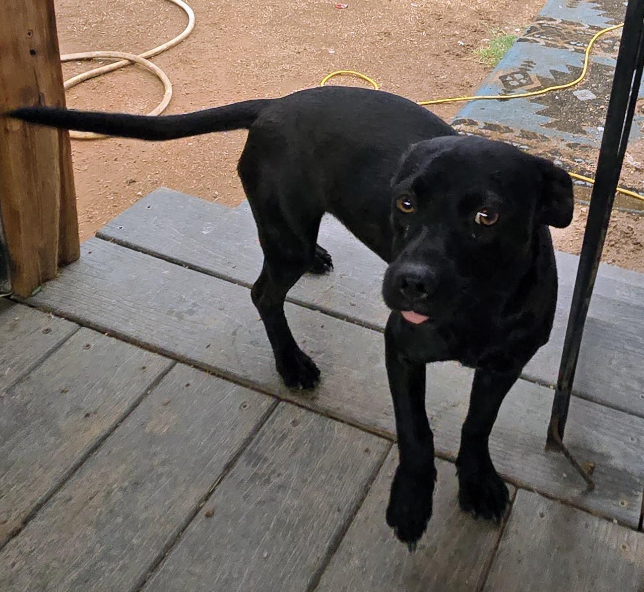 Enlarge Lucy, a ADOPTABLE mixed breed in Saint David, AZ image 4/4
