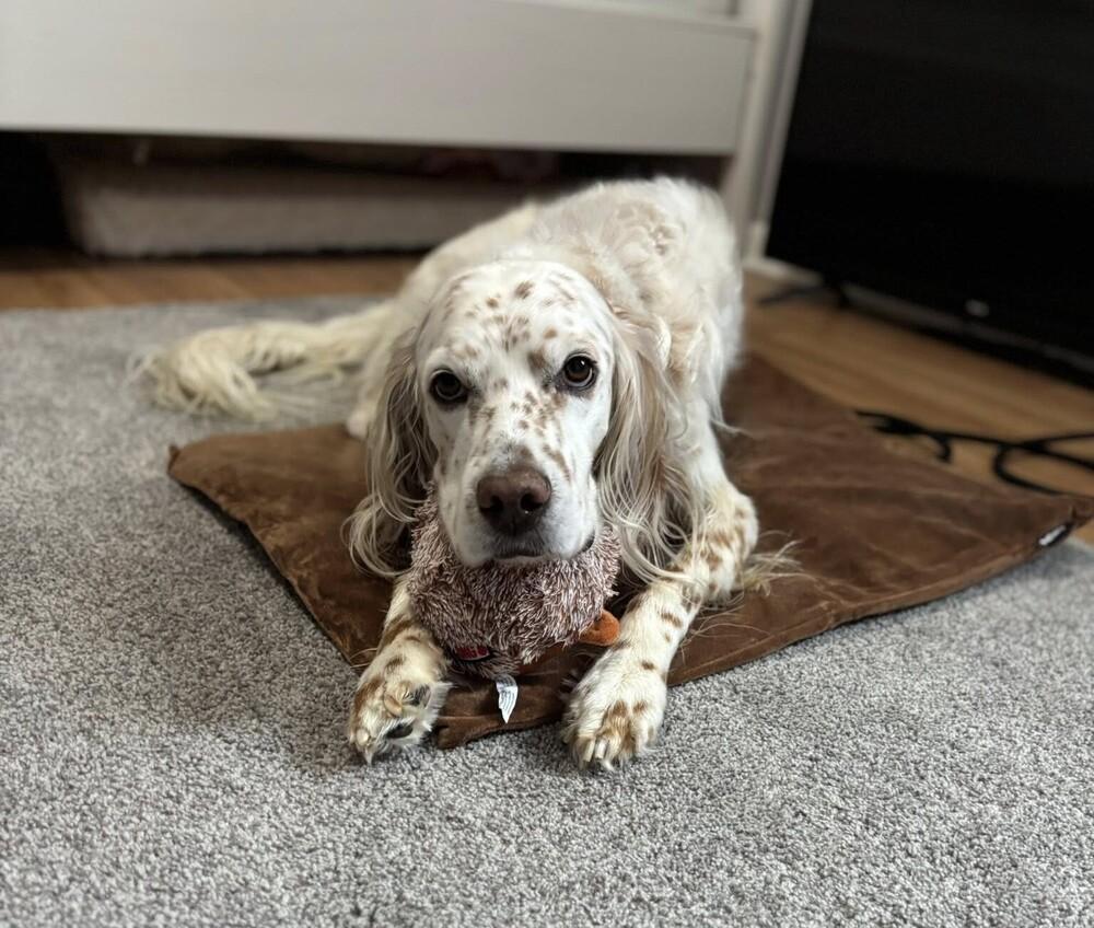 Available for Adoption - Rex (IL, USA), Adoptable, Young Male English Setter.