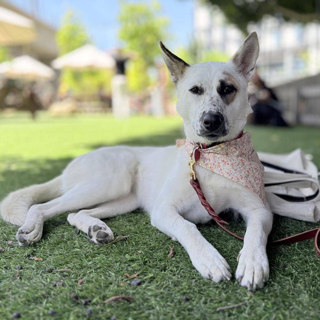 Enlarge Pear Blossom, a Adoptable mixed breed in Los Angeles, CA image 1/6