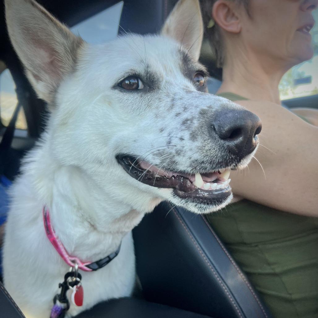 Enlarge Pear Blossom, a Adoptable mixed breed in Los Angeles, CA image 2/6