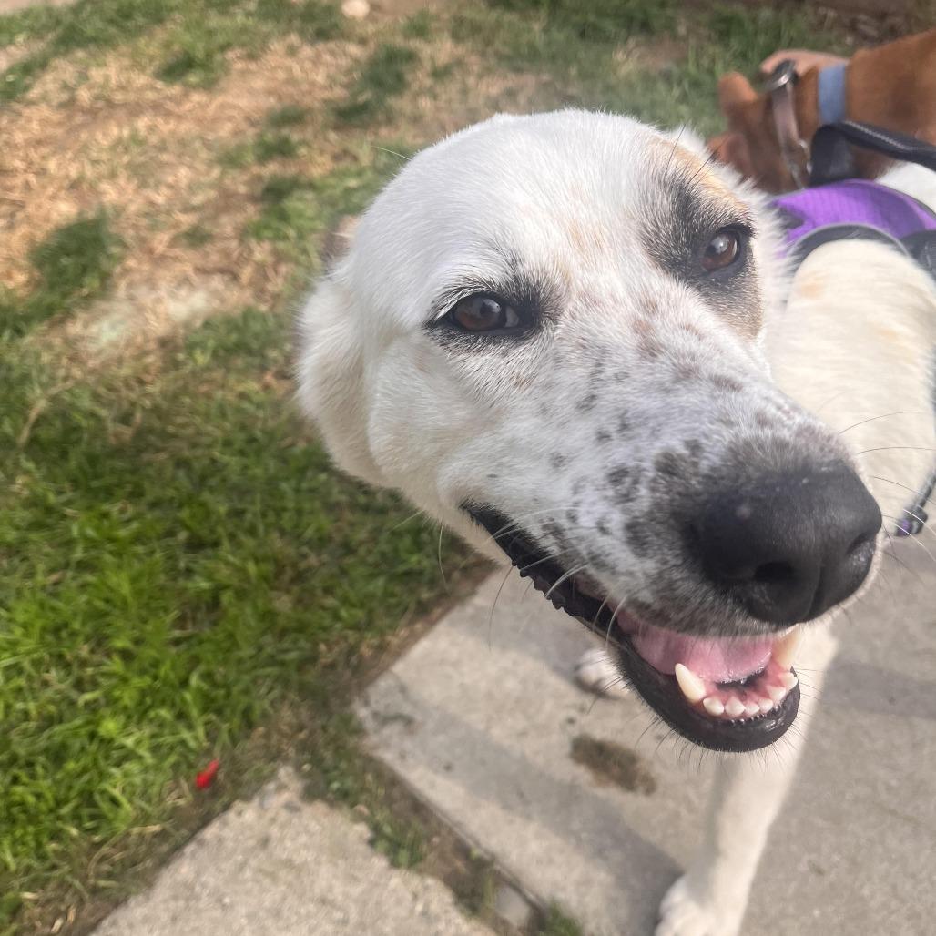 Enlarge Pear Blossom, a Adoptable mixed breed in Los Angeles, CA image 4/6