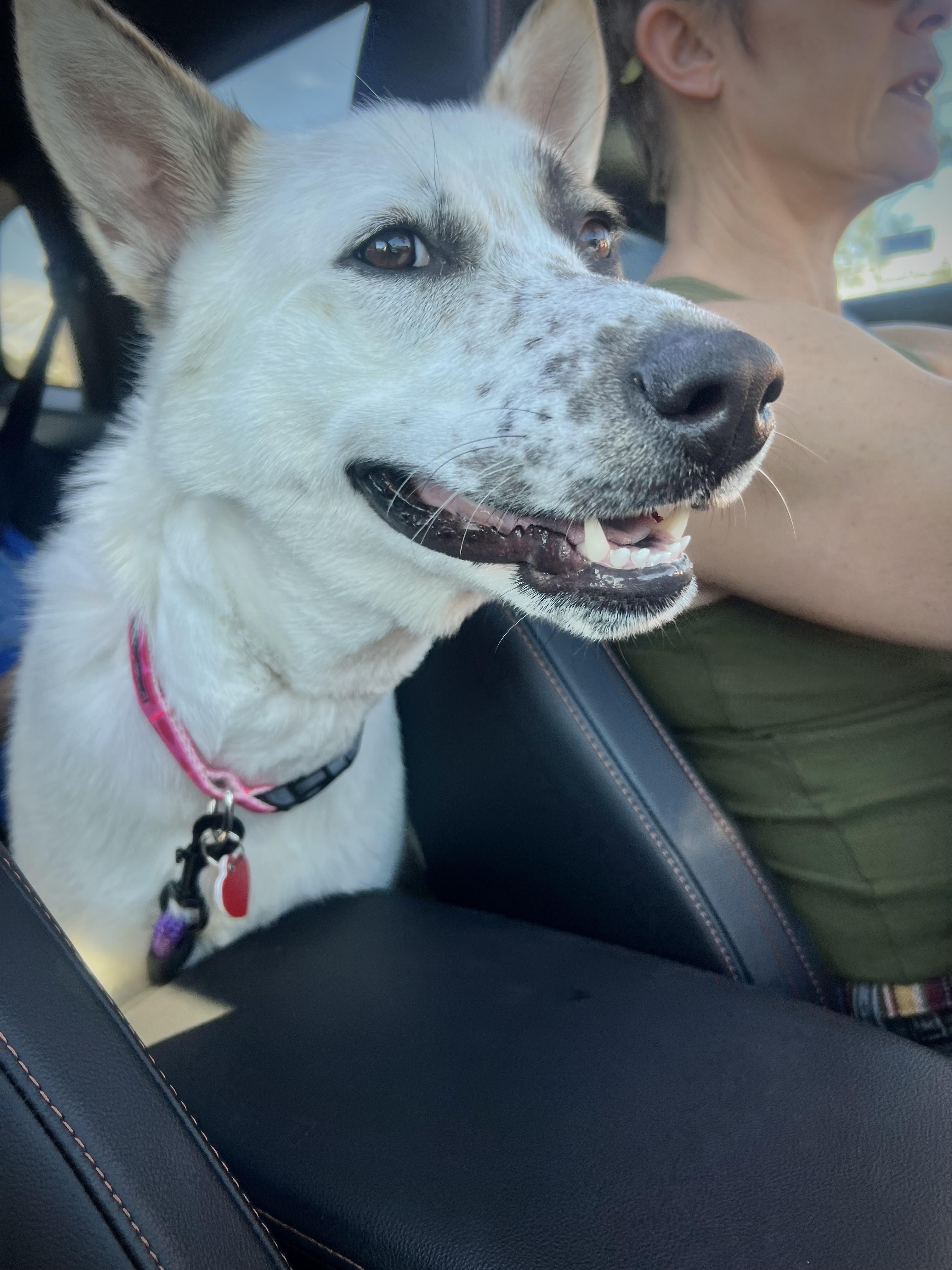 Enlarge Pear Blossom, a Adoptable mixed breed in Los Angeles, CA image 2/6