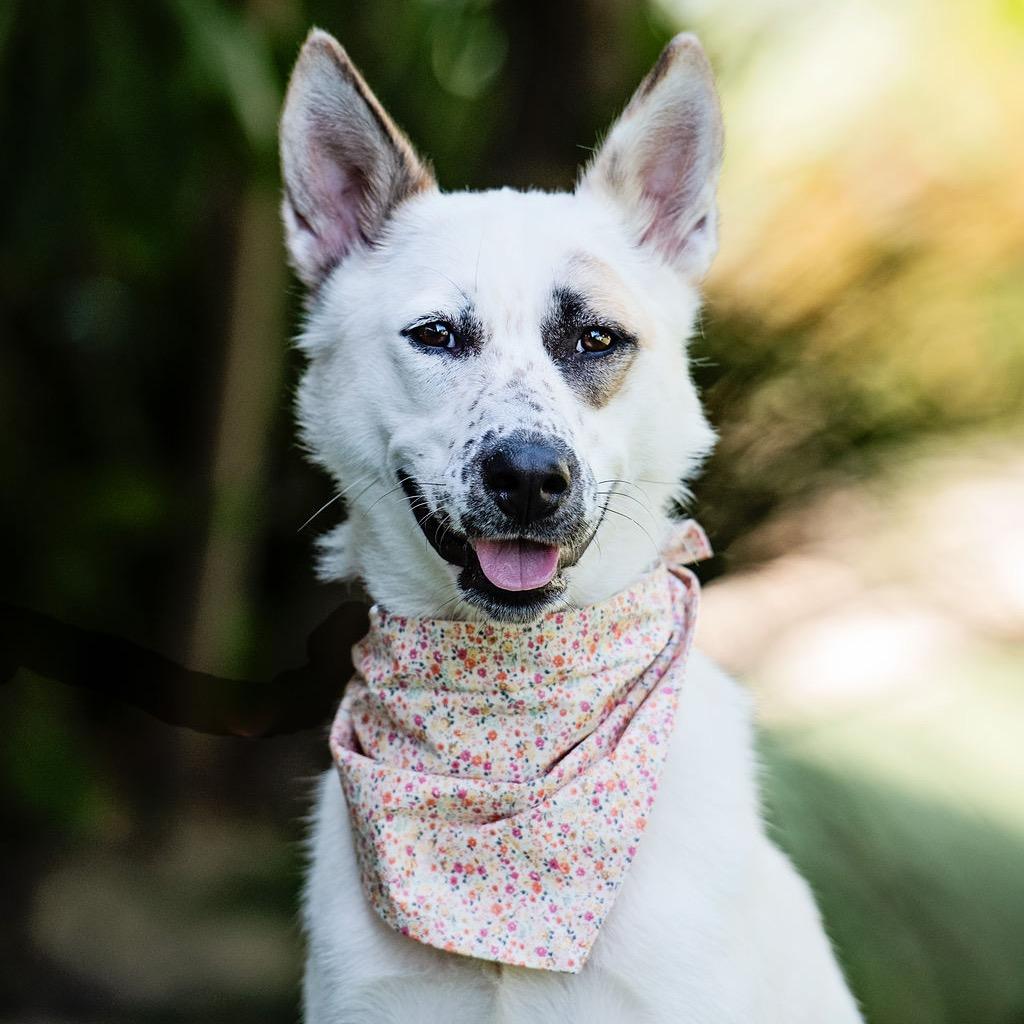 Enlarge Pear Blossom, a Adoptable mixed breed in Los Angeles, CA image 3/6