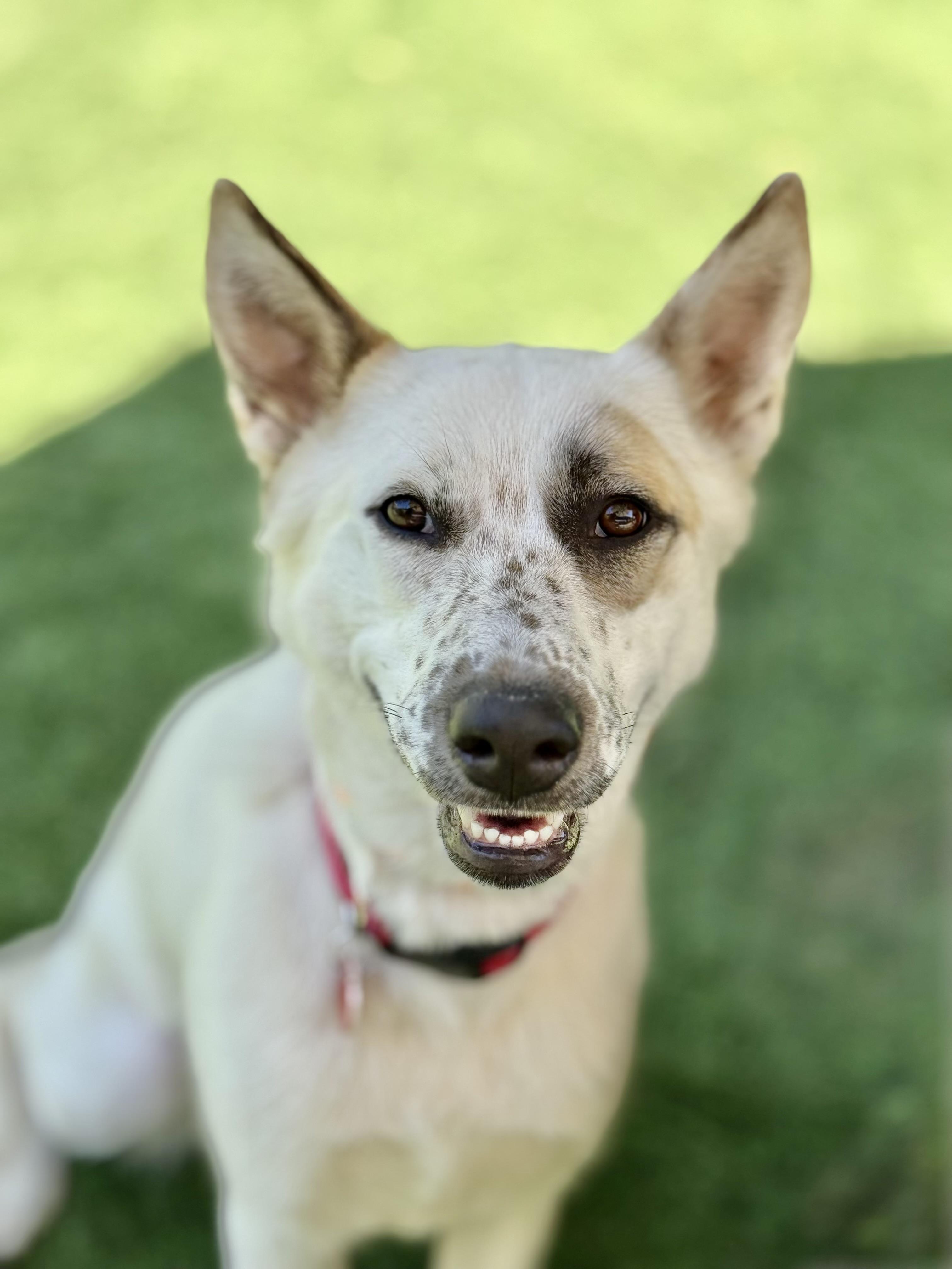 Enlarge Pear Blossom, a Adoptable mixed breed in Los Angeles, CA image 1/6