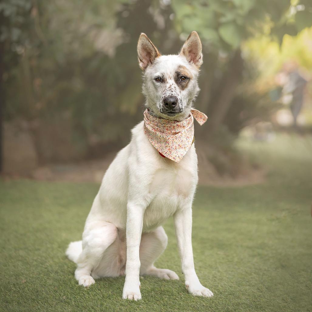 Pear Blossom, a Adoptable mixed breed in Los Angeles, CA image 4/6