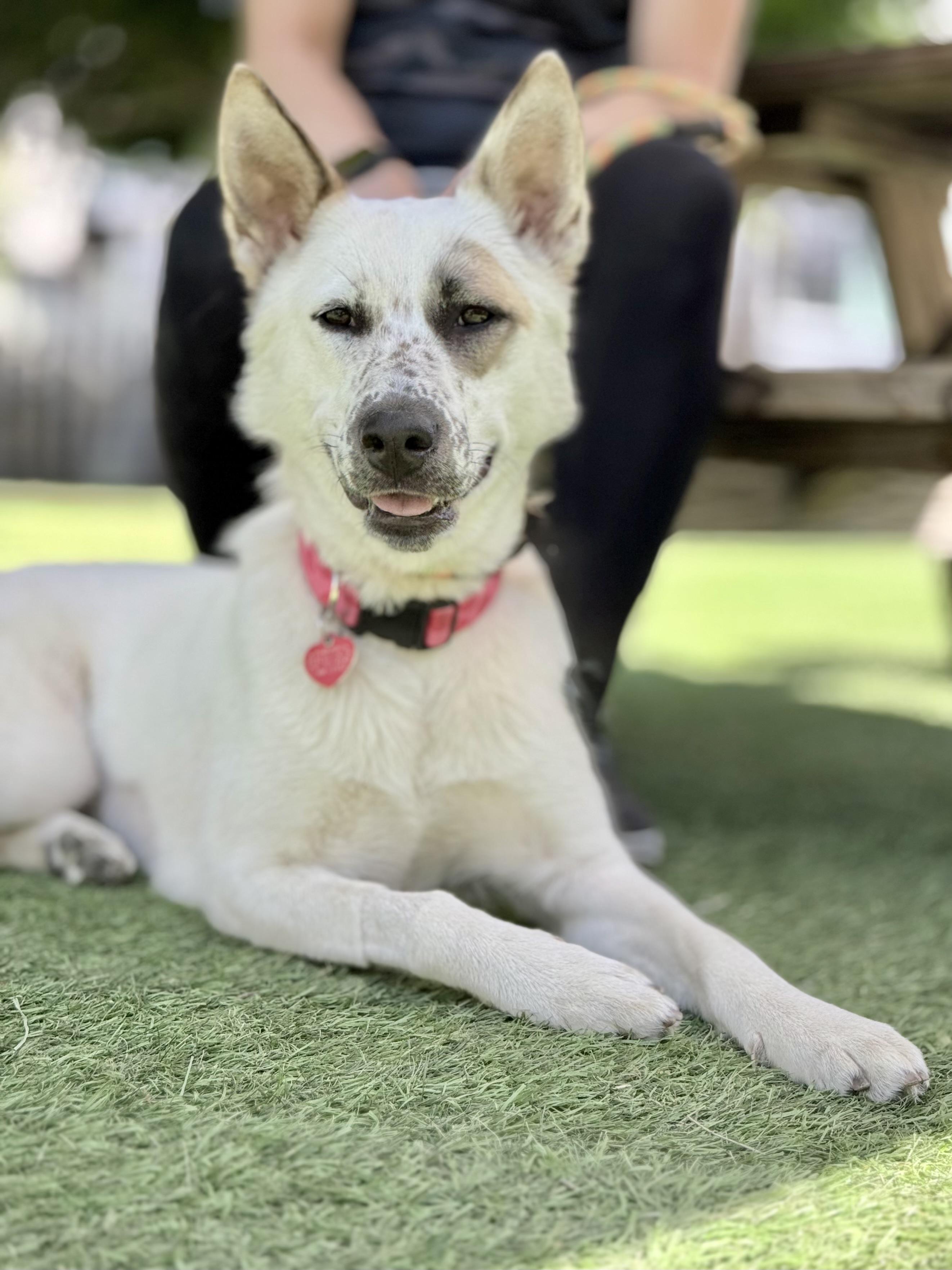Enlarge Pear Blossom, a Adoptable mixed breed in Los Angeles, CA image 6/6