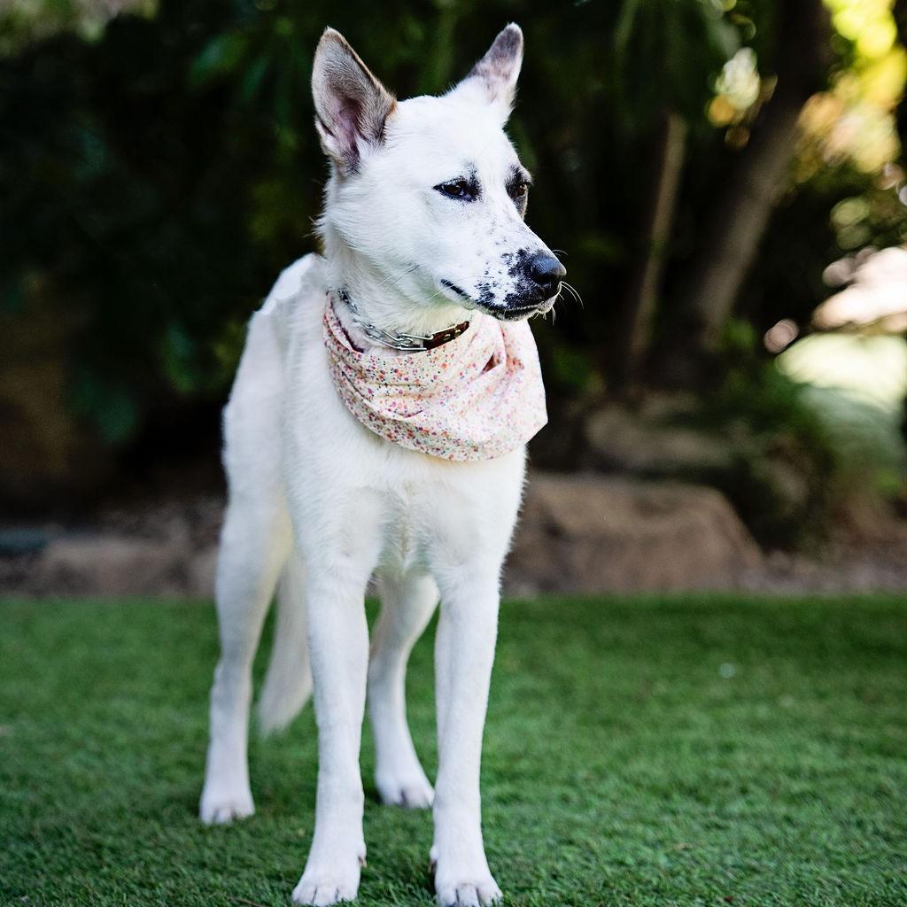 Enlarge Pear Blossom, a Adoptable mixed breed in Los Angeles, CA image 4/6