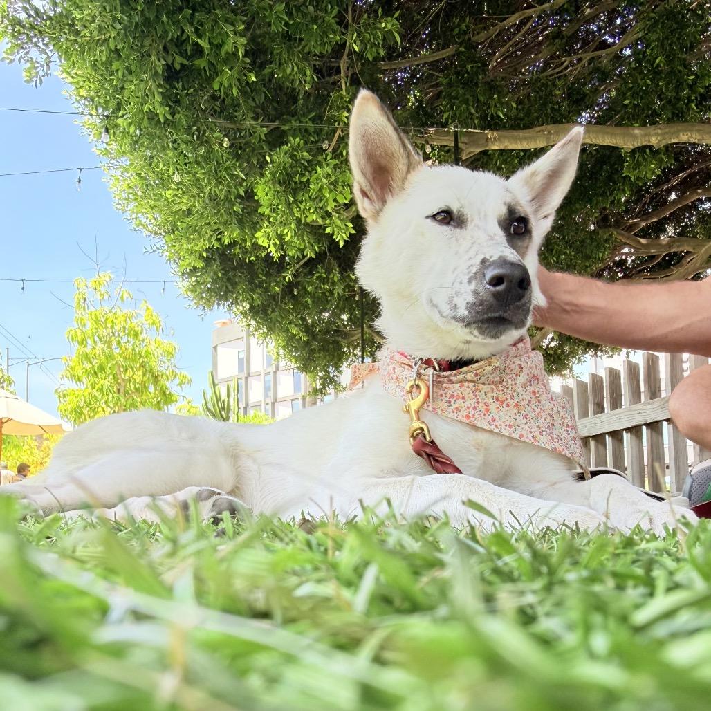 Enlarge Pear Blossom, a Adoptable mixed breed in Los Angeles, CA image 5/6