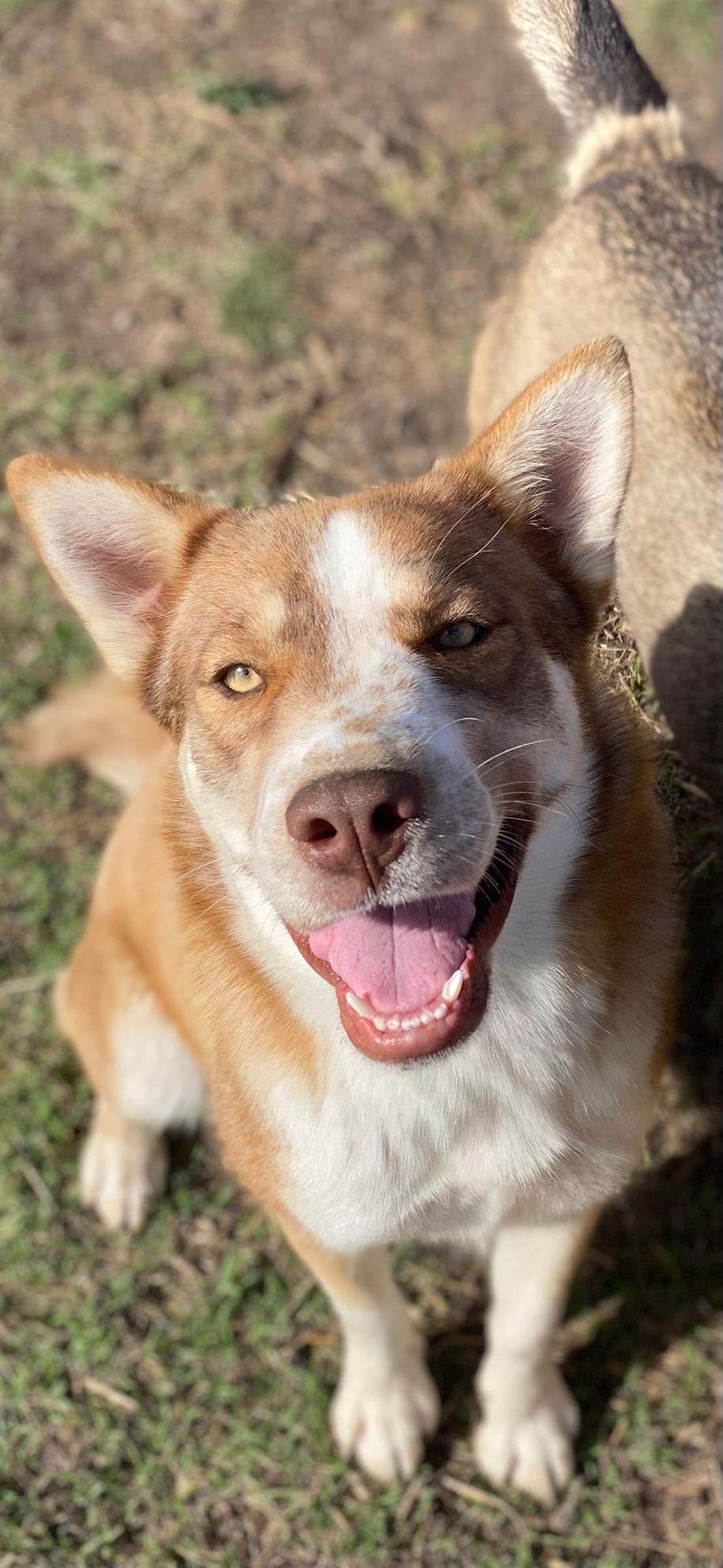 Ruby, Young Female Siberian Husky