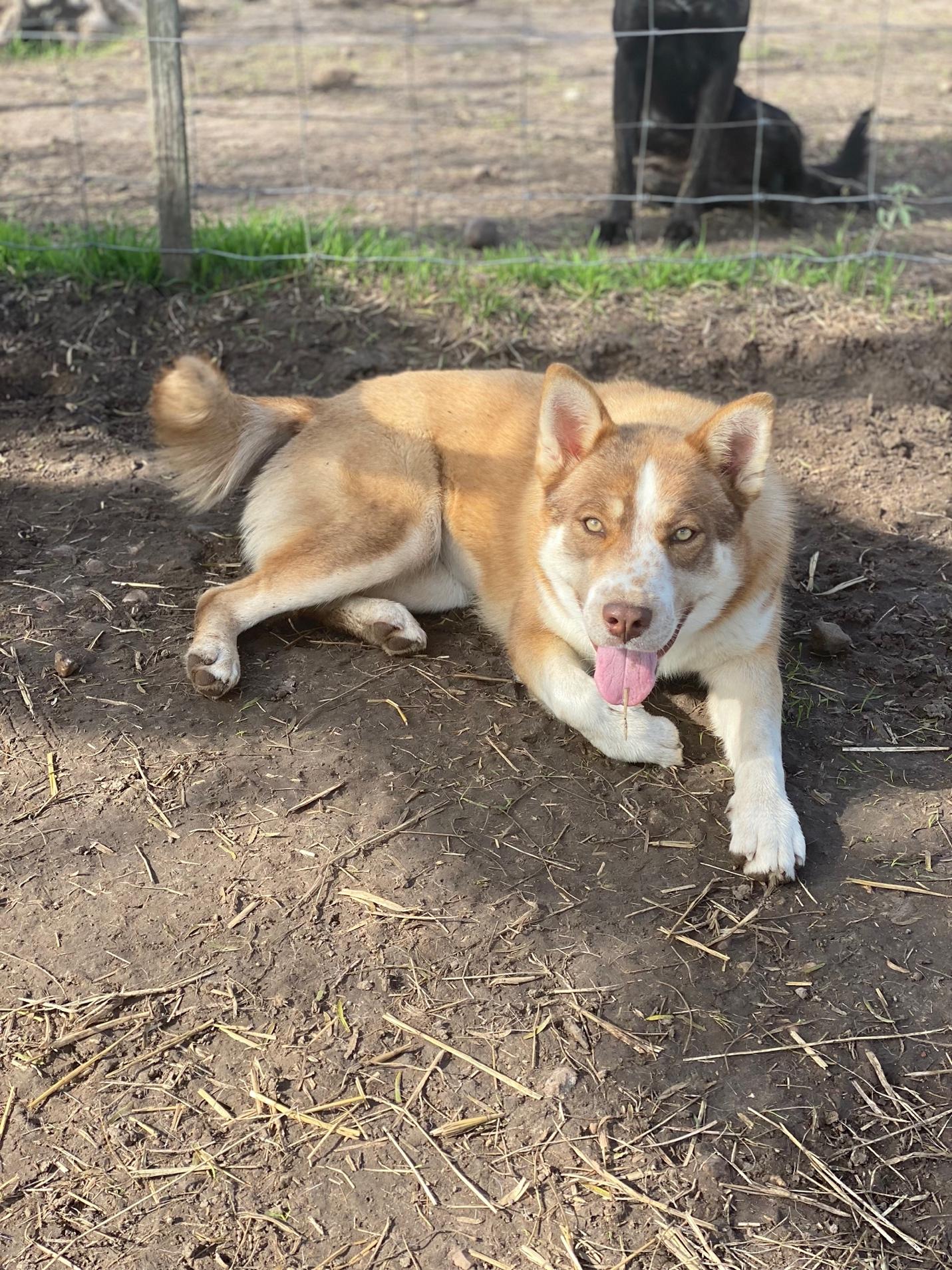 Enlarge Ruby, a Adoptable mixed breed in Johnson City, TX image 2/2