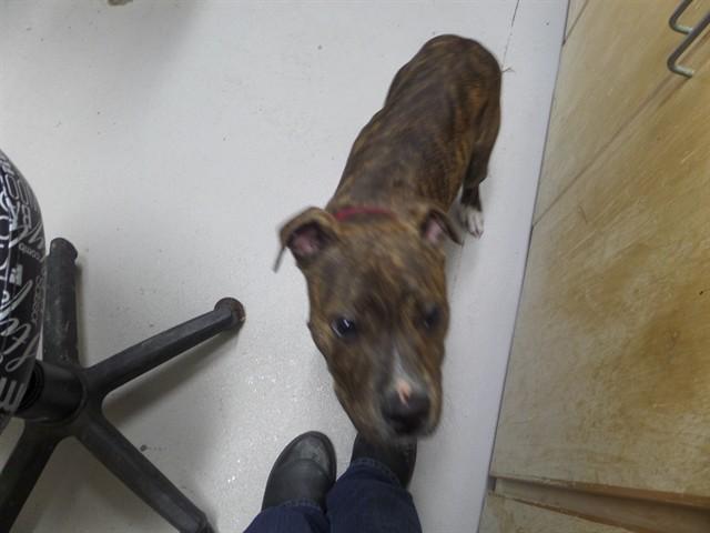 LUCA, Adoptable, Puppy Male Pit Bull Terrier & Mixed Breed.