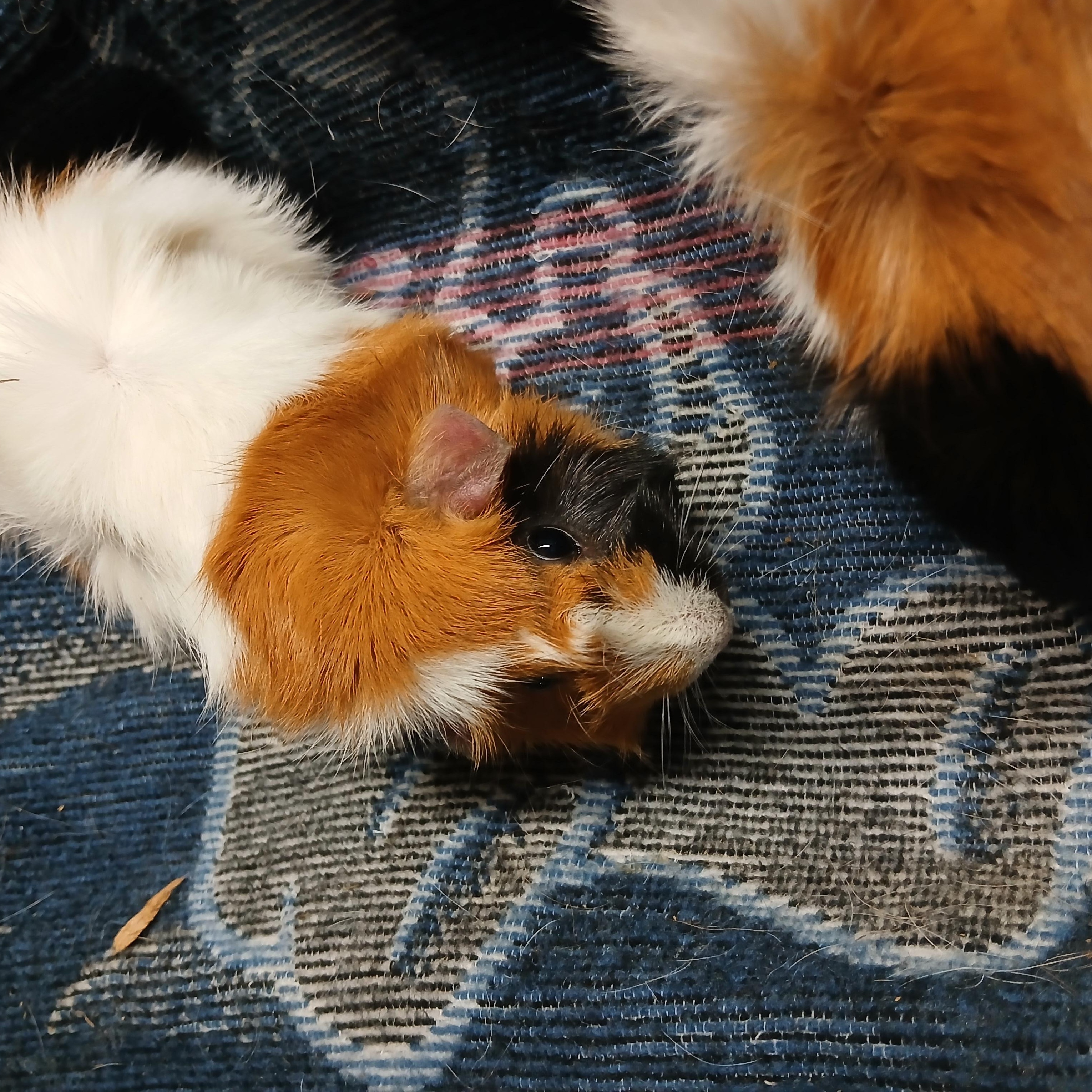 Enlarge Jamboree and Jambalaya, a Adoptable Abyssinian in Dearborn, MO image 2/5