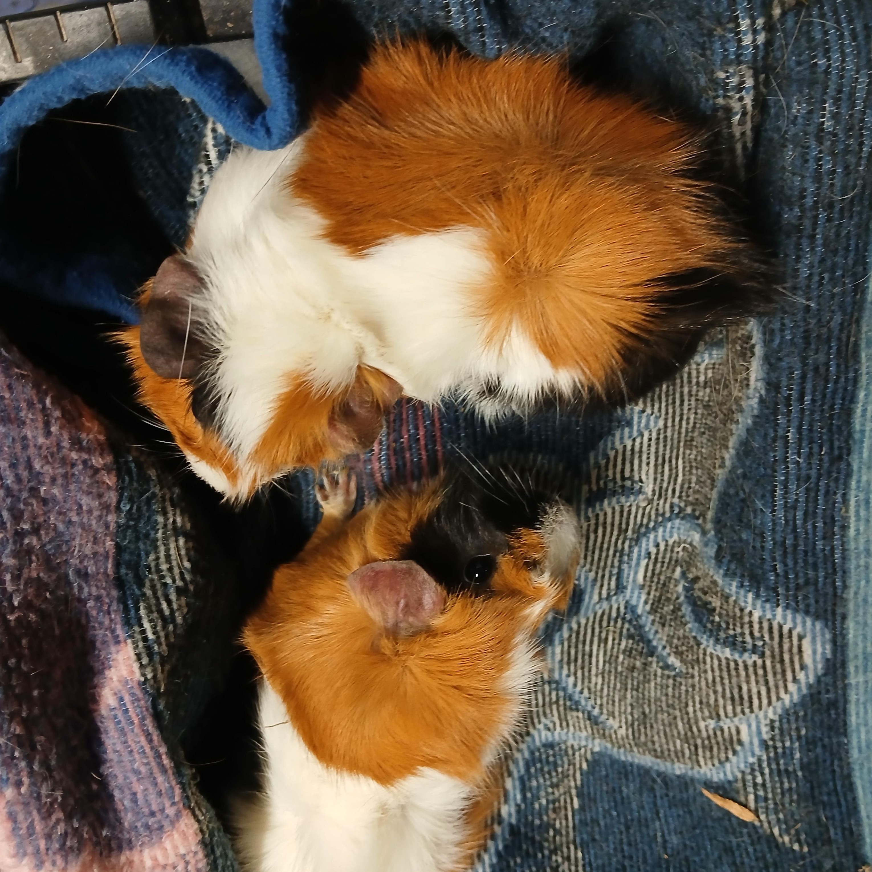 Enlarge Jamboree and Jambalaya, a Adoptable Abyssinian in Dearborn, MO image 3/5