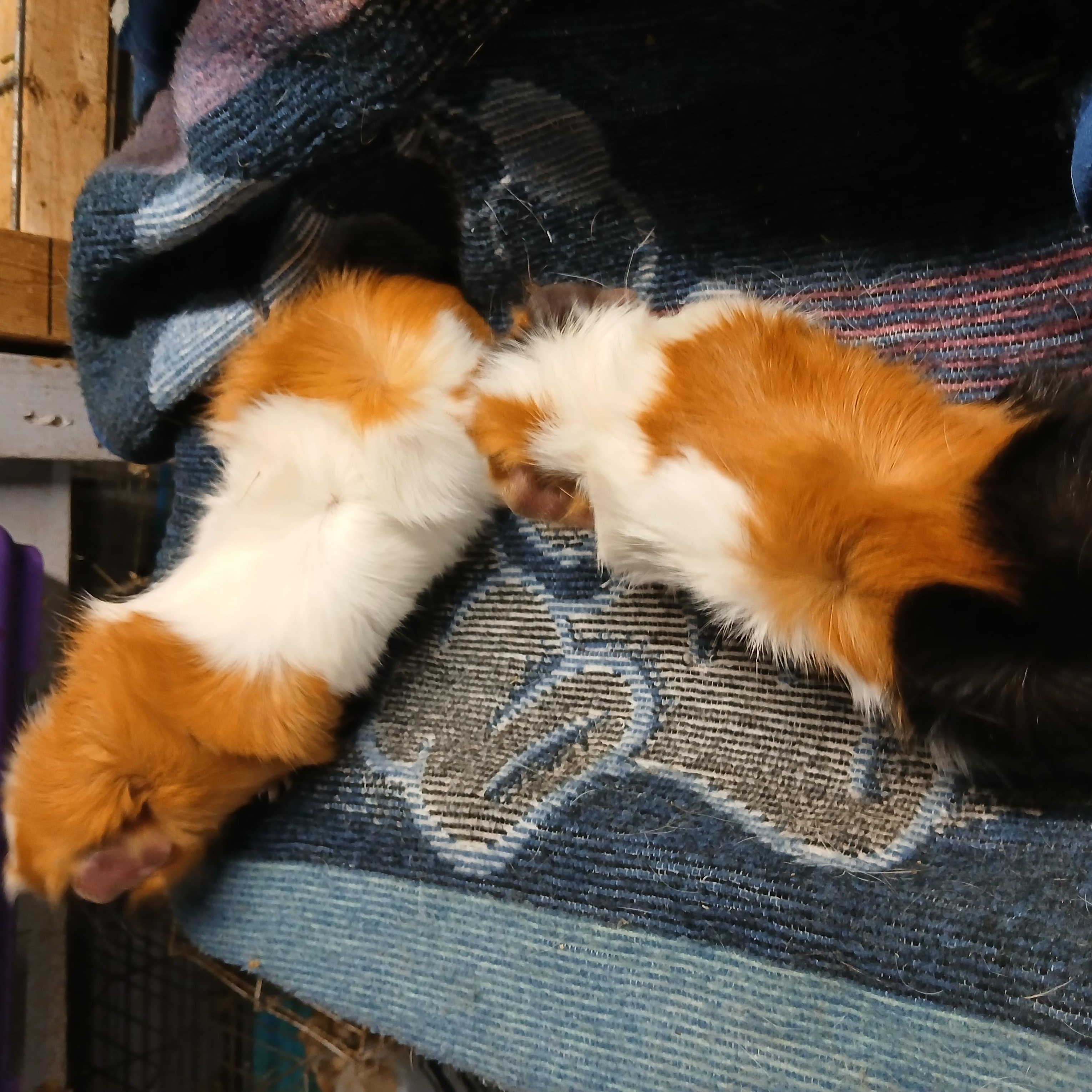 Enlarge Jamboree and Jambalaya, a Adoptable Abyssinian in Dearborn, MO image 4/5