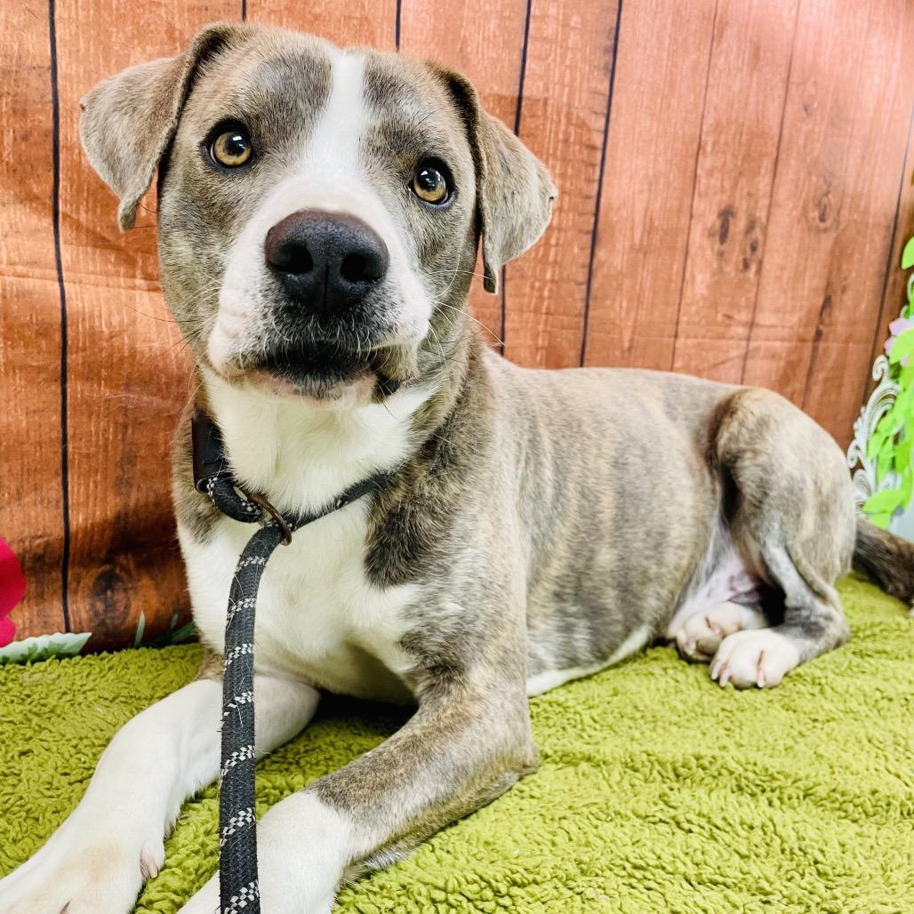 Enlarge Abe, a Adoptable mixed breed in Lebanon, MO image 1/4