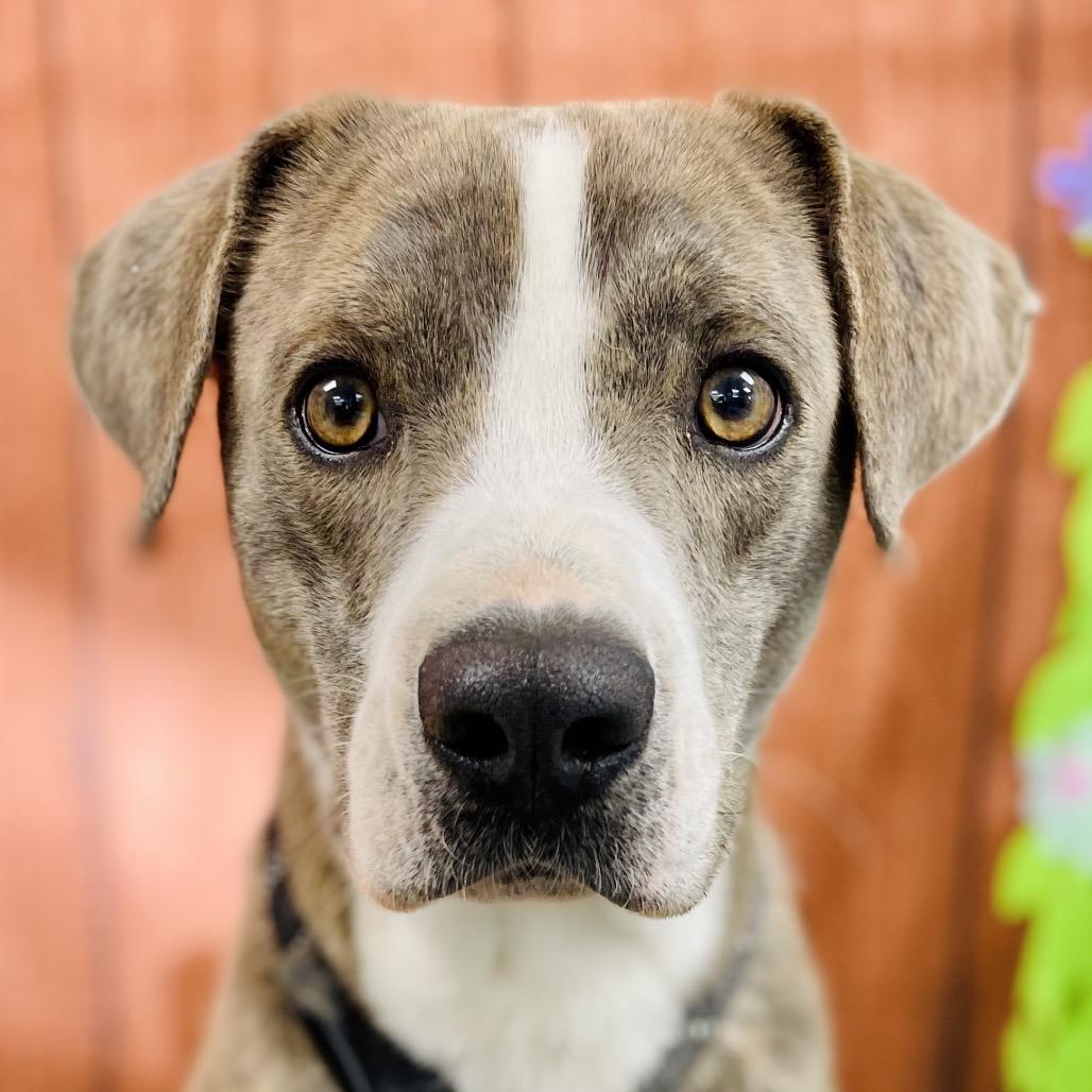 Enlarge Abe, a Adoptable mixed breed in Lebanon, MO image 2/4